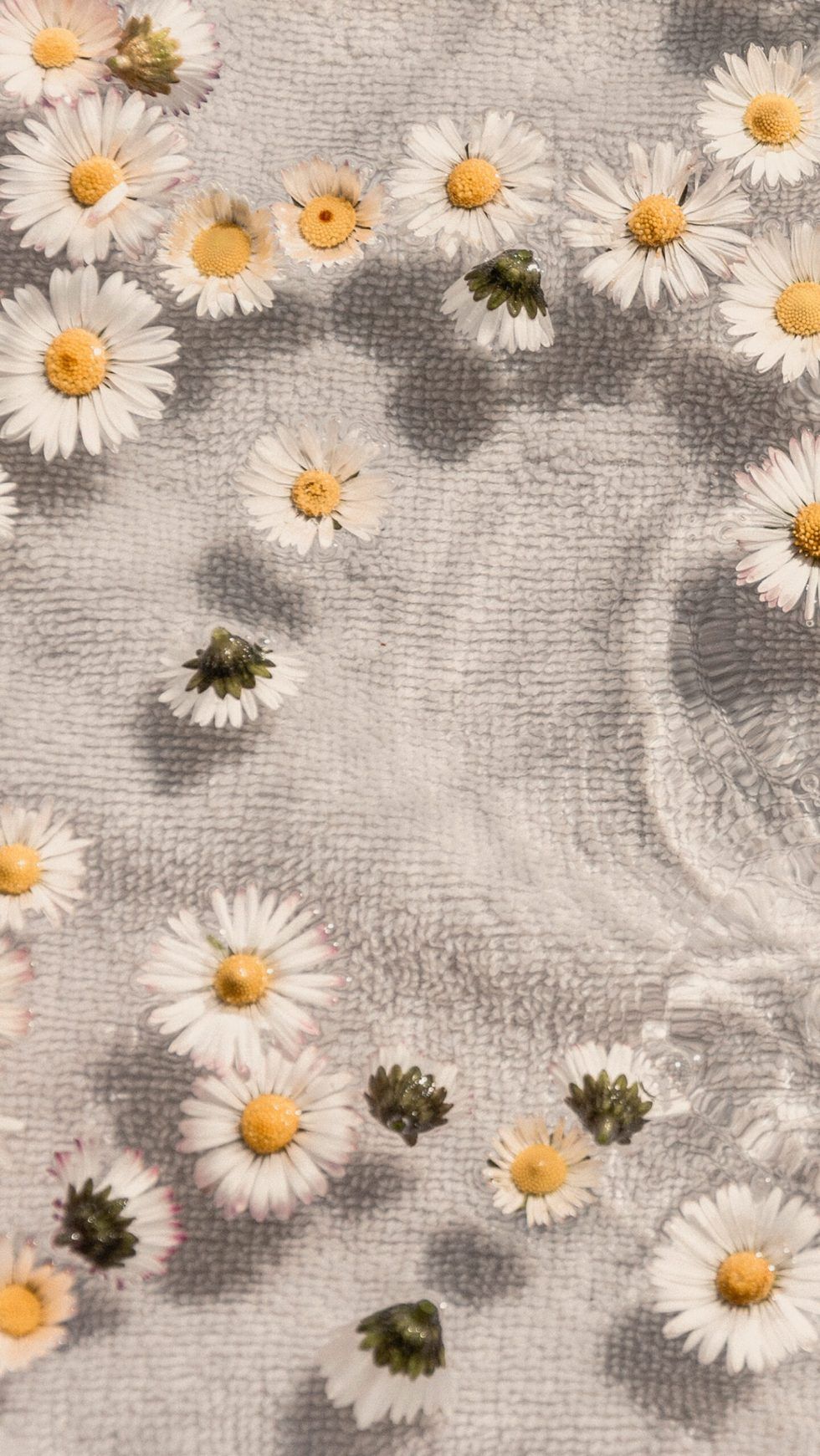 A close up of some daisies on the ground - Daisy