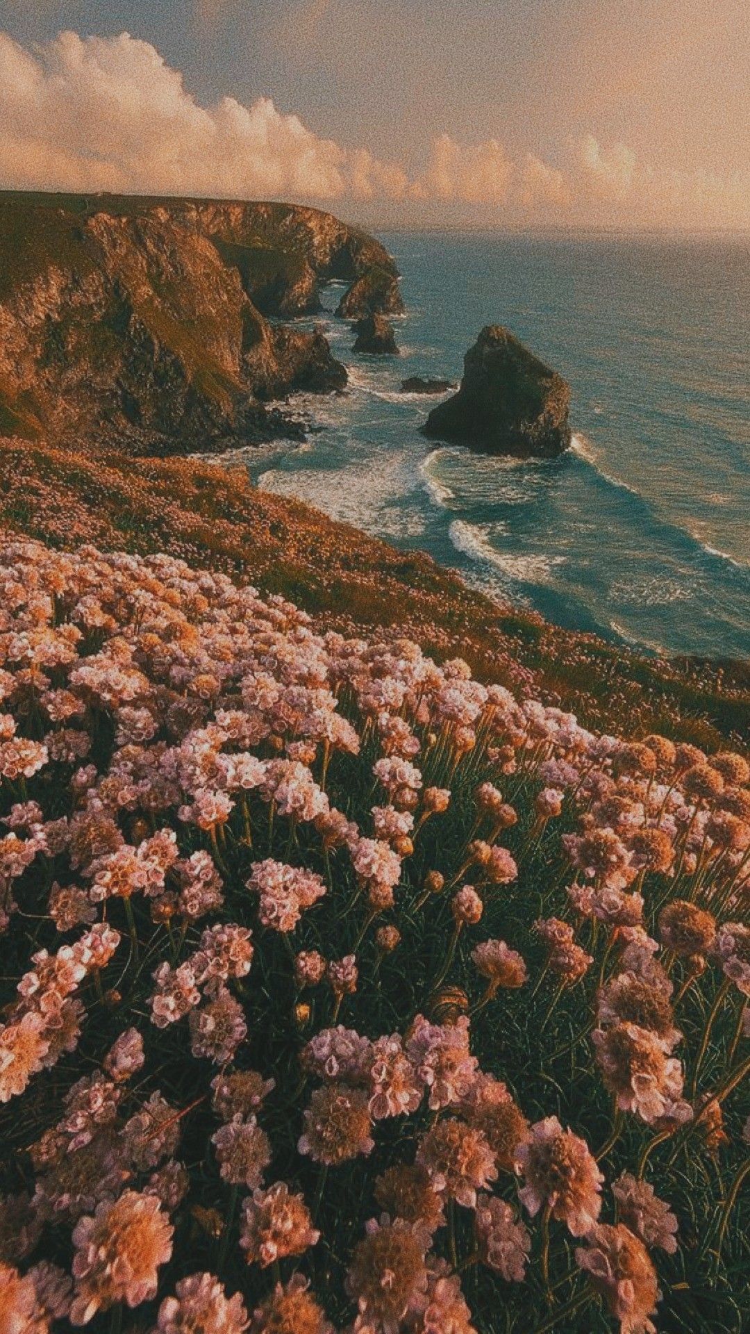 A field of flowers next to the ocean - Nature, coast