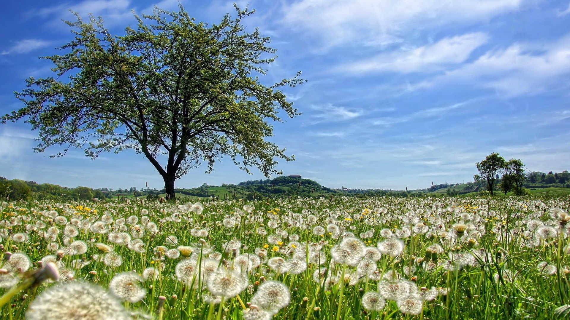 A field of dandelions with one tree in the middle - Nature