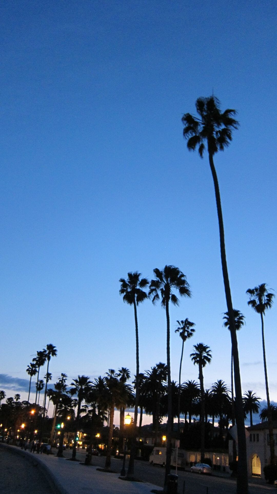 A row of palm trees are silhouetted against the sky. - Travel