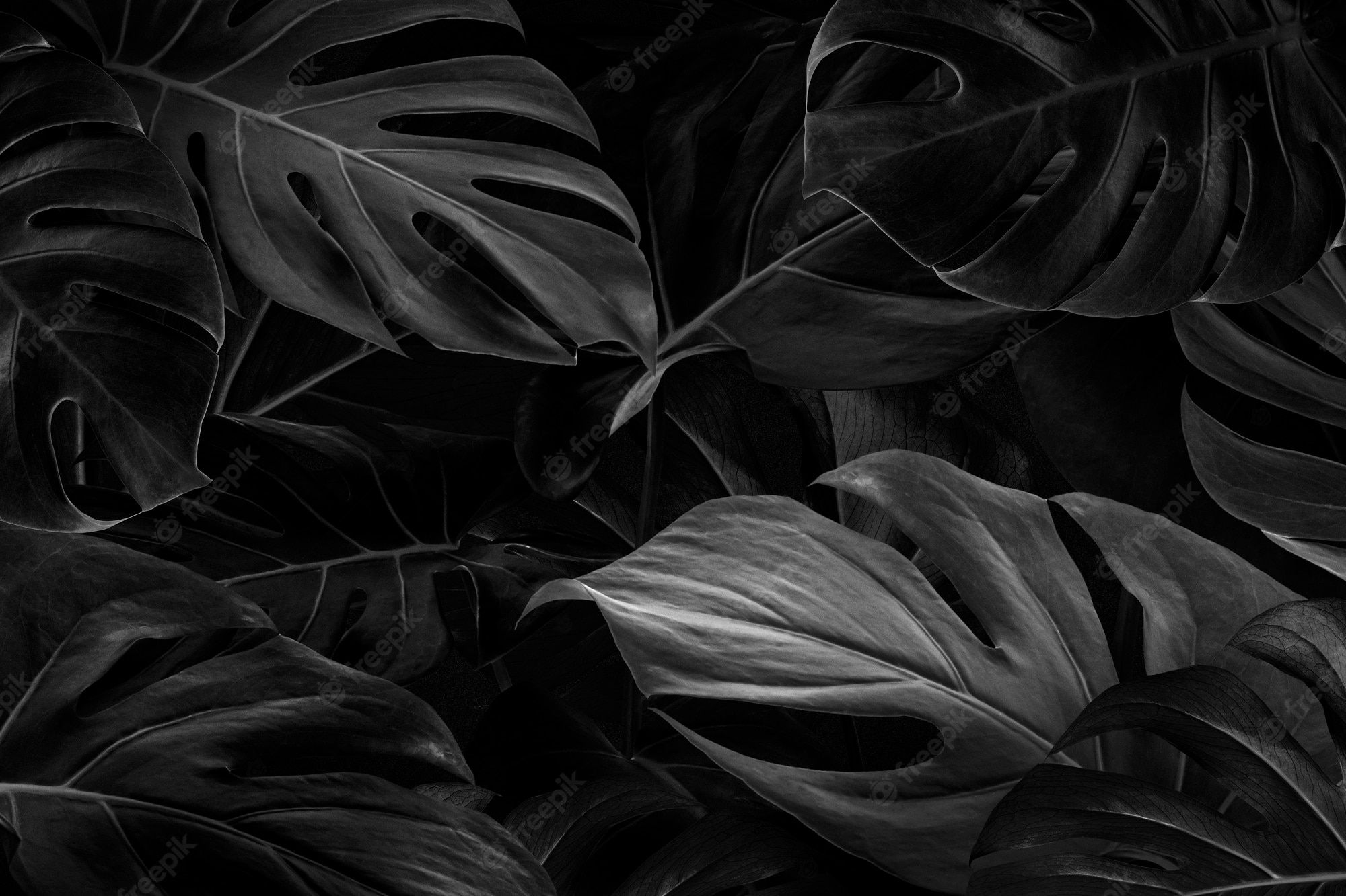 Black Aesthetic Wallpaper HD By ThreadX