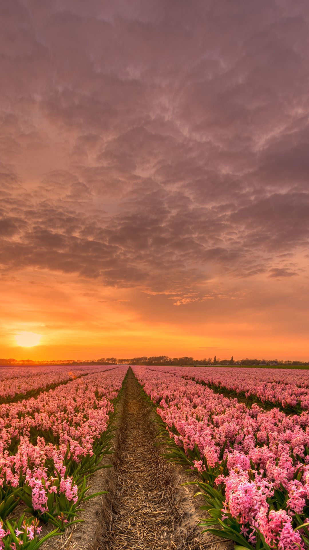 A dirt path leads through a field of pink flowers under a cloudy sky at sunset. - Sunset