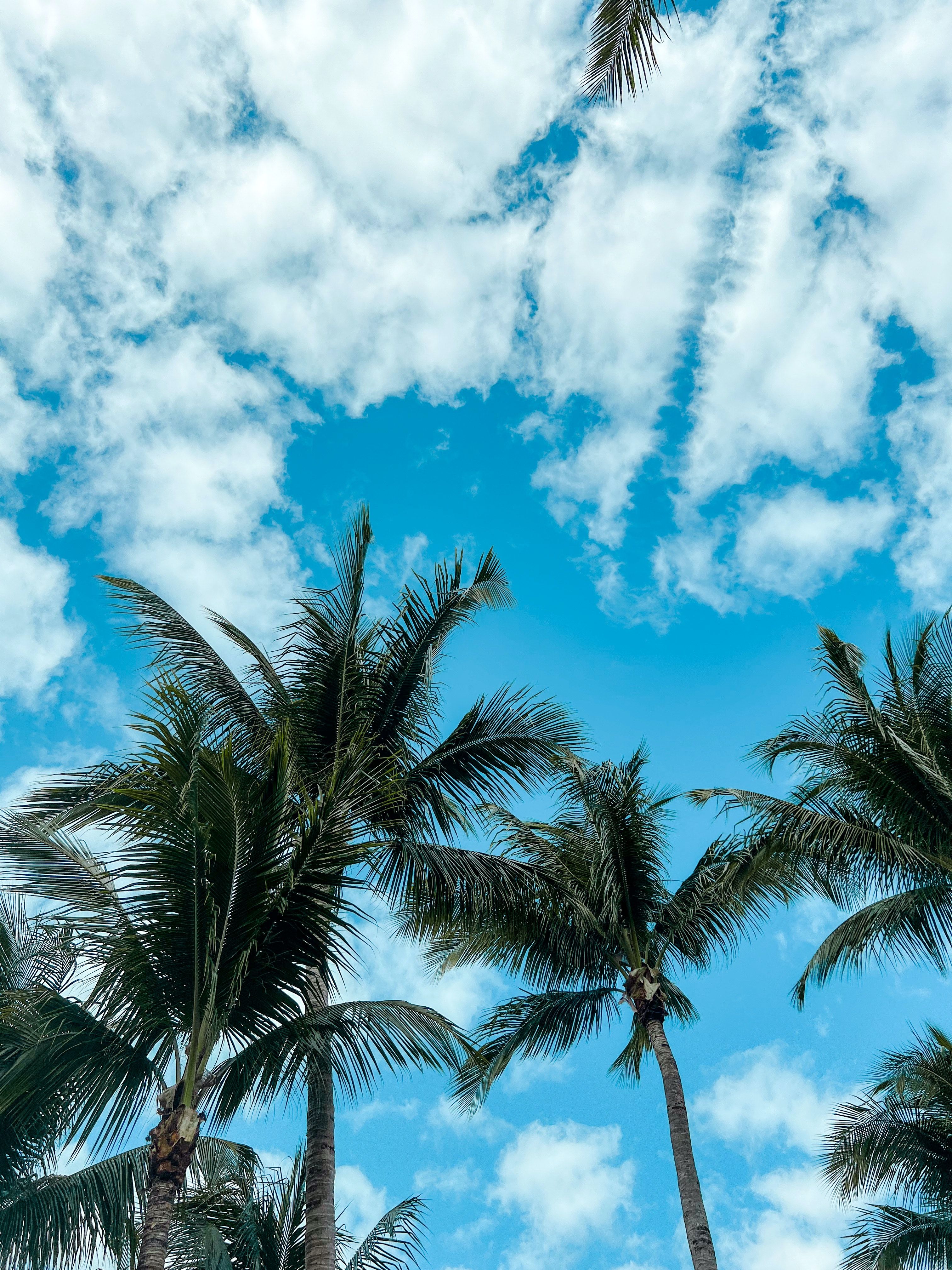 Low Angle Shot Of Coconut Trees Under Blue Sky · Free