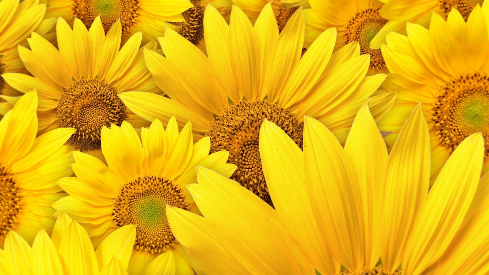 HD Nature Yellow Sun Flower Gallery HD Wallpaper