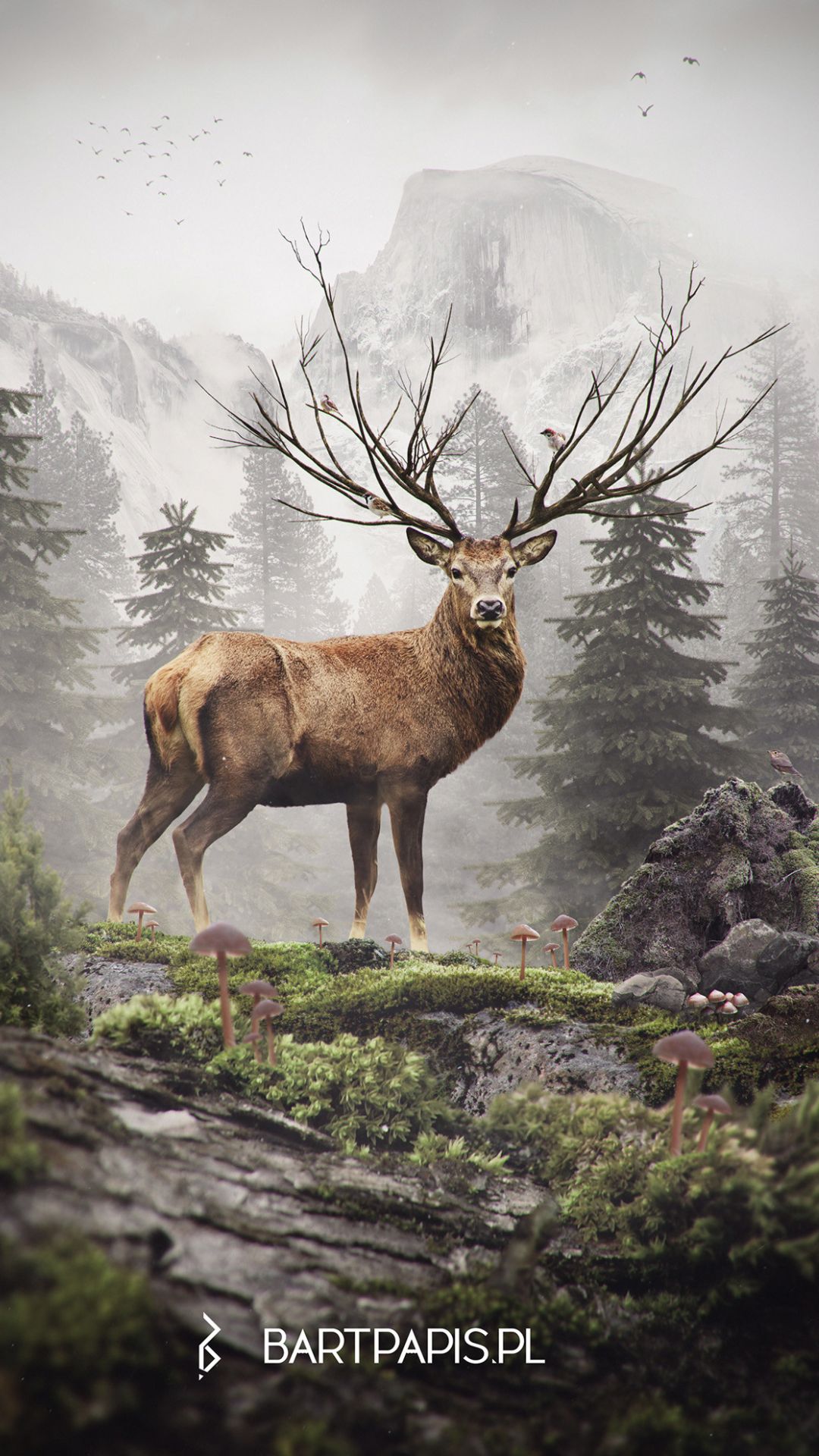 A deer with antlers in the forest - Deer