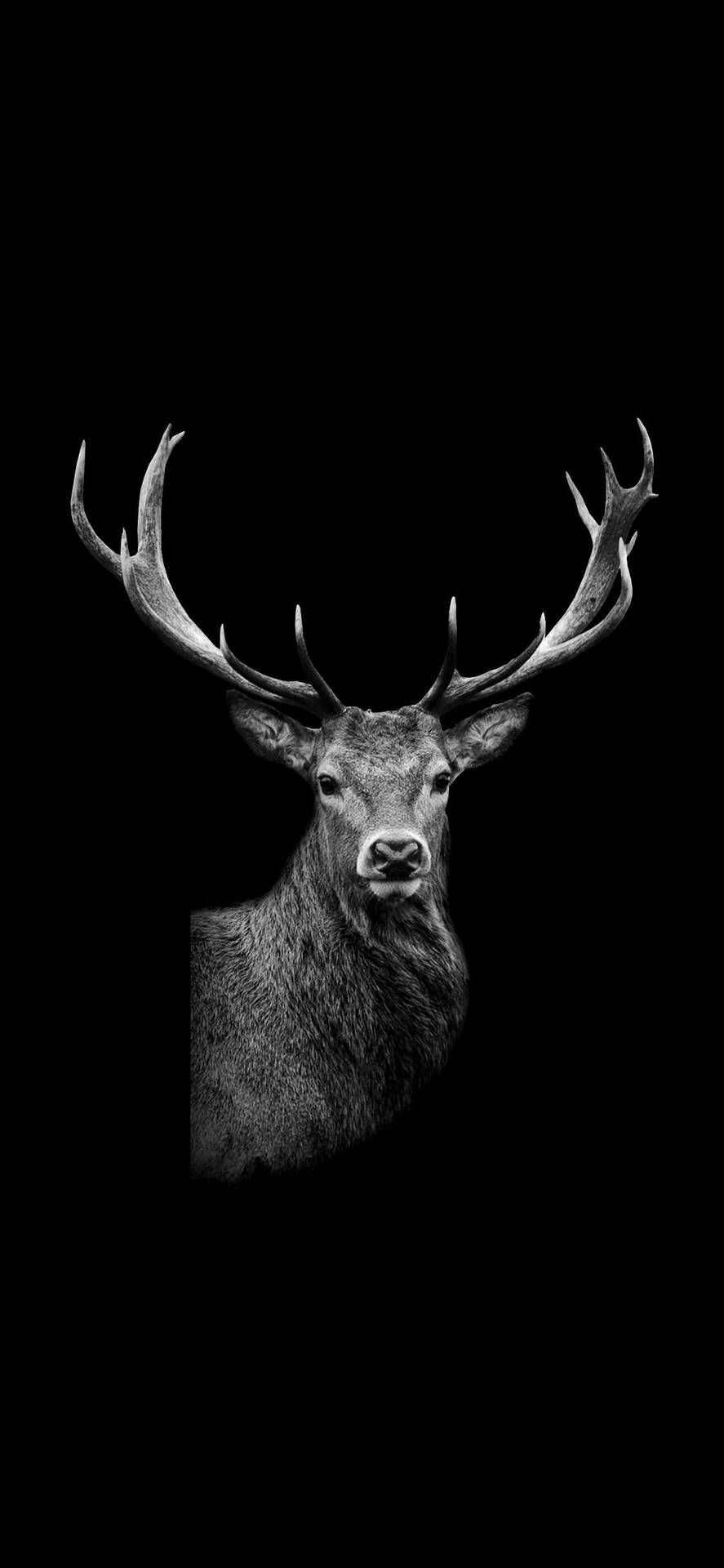 Black and white photo of a deer with antlers on a black background - Deer