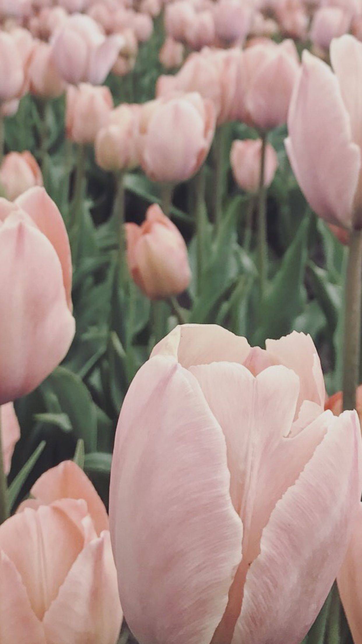 Tulips iPhone wallpaper. Flower iphone wallpaper, Pink wallpaper iphone, Beautiful flowers
