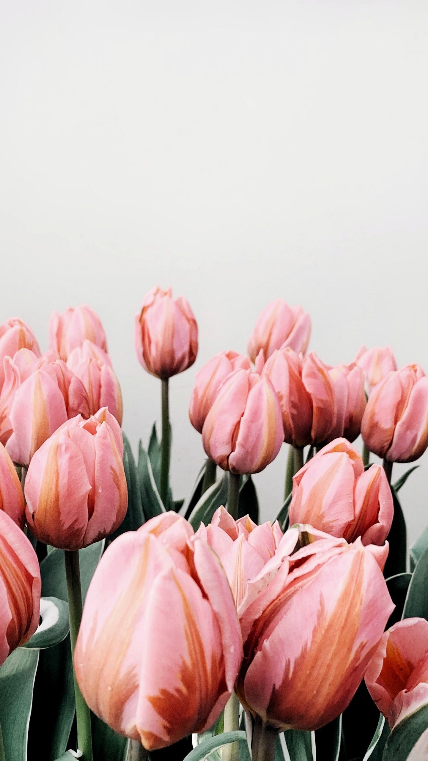 A bunch of pink tulips in the ground - Tulip