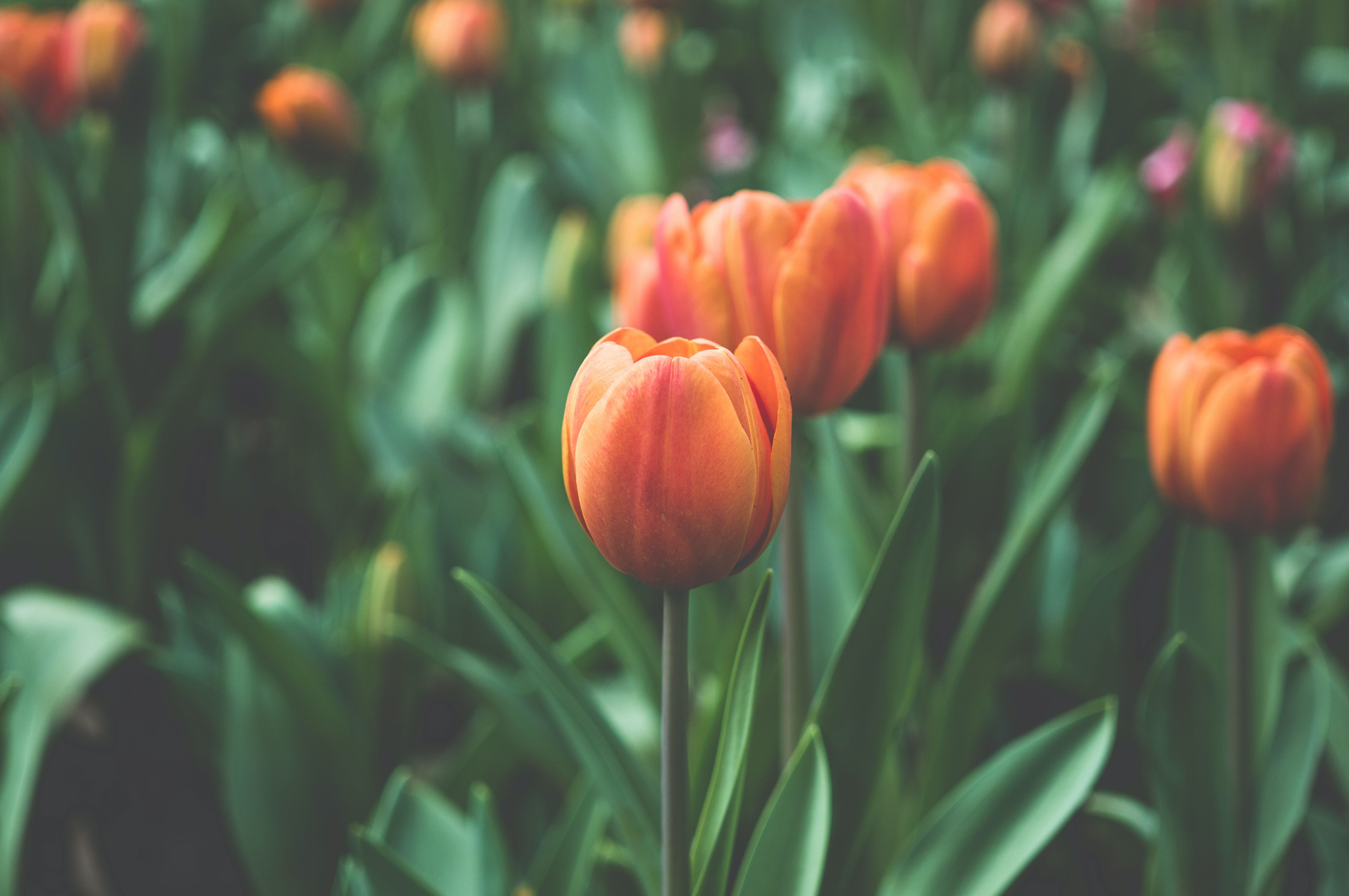 A field of tulips with orange flowers - Tulip