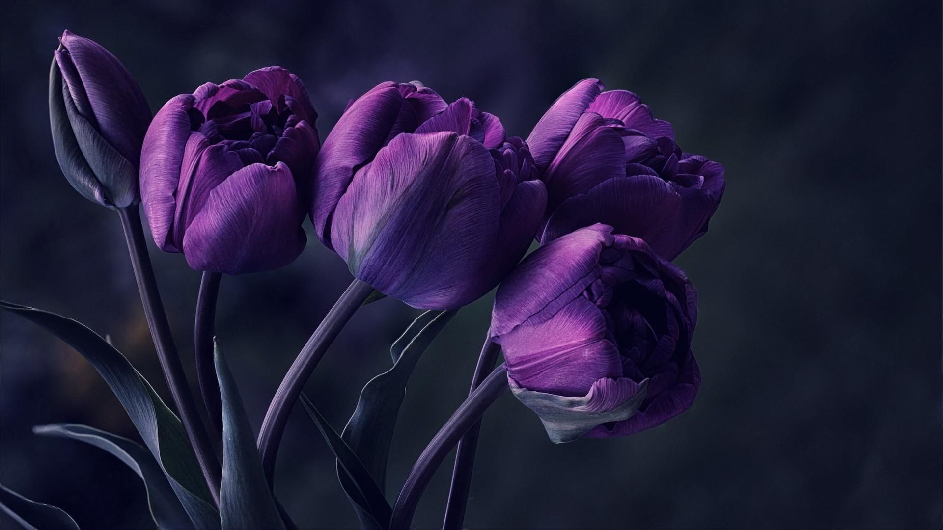 A close up of some purple flowers - Tulip