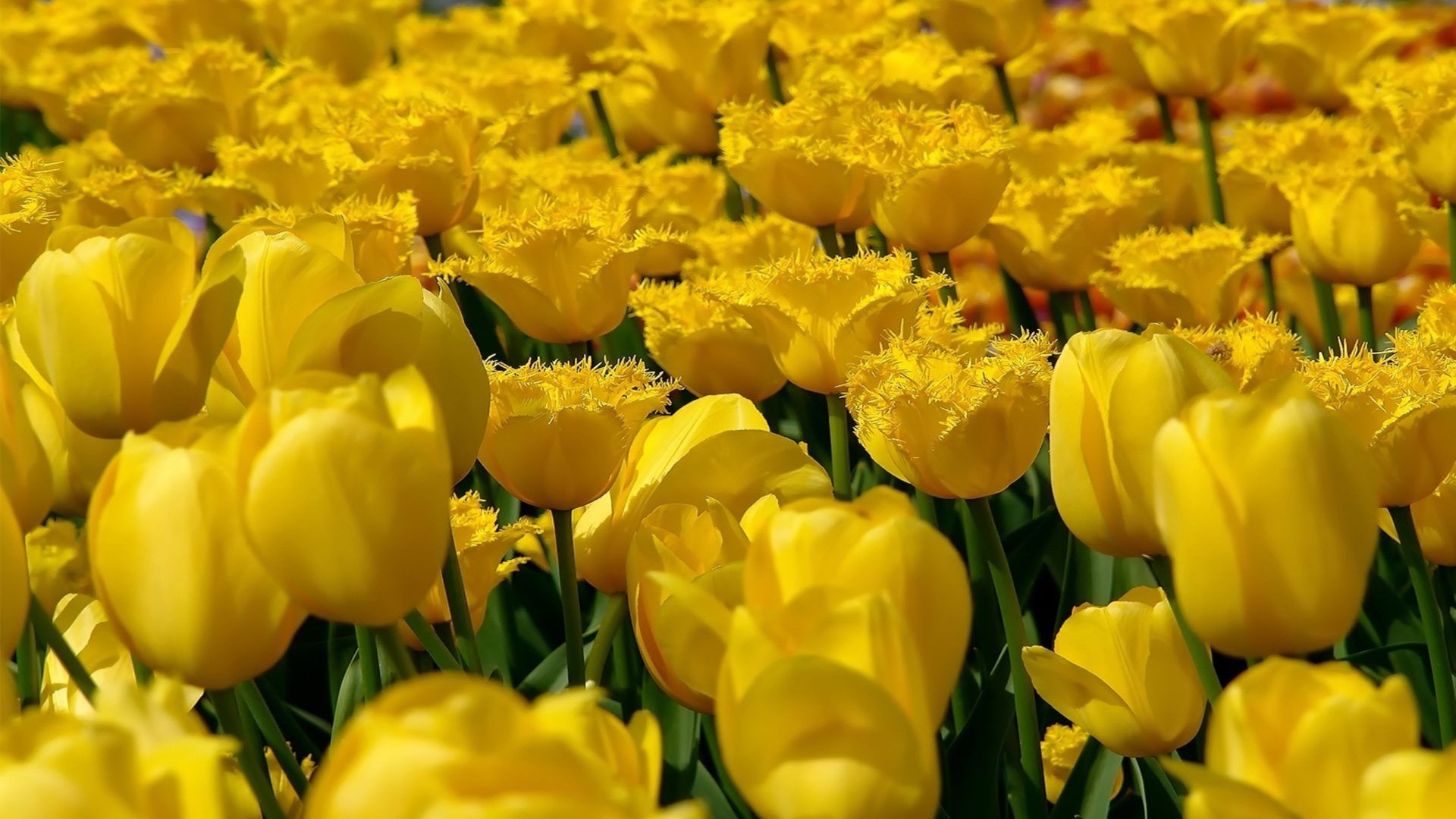 A field of yellow tulips in bloom. - Tulip