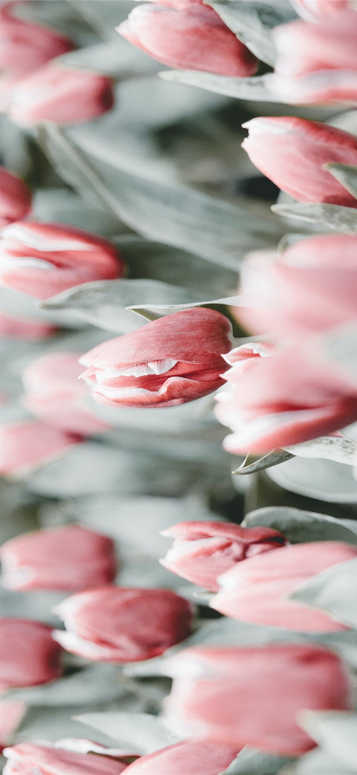A beautiful pink flower in a garden. - Tulip