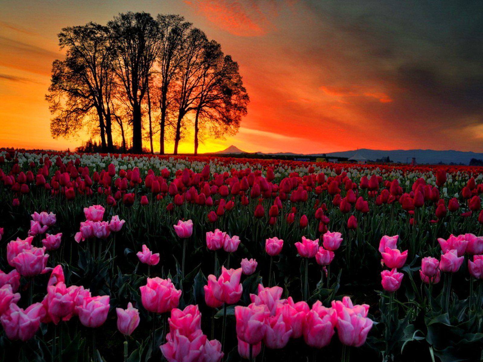 Sunset over a field of tulips - Tulip