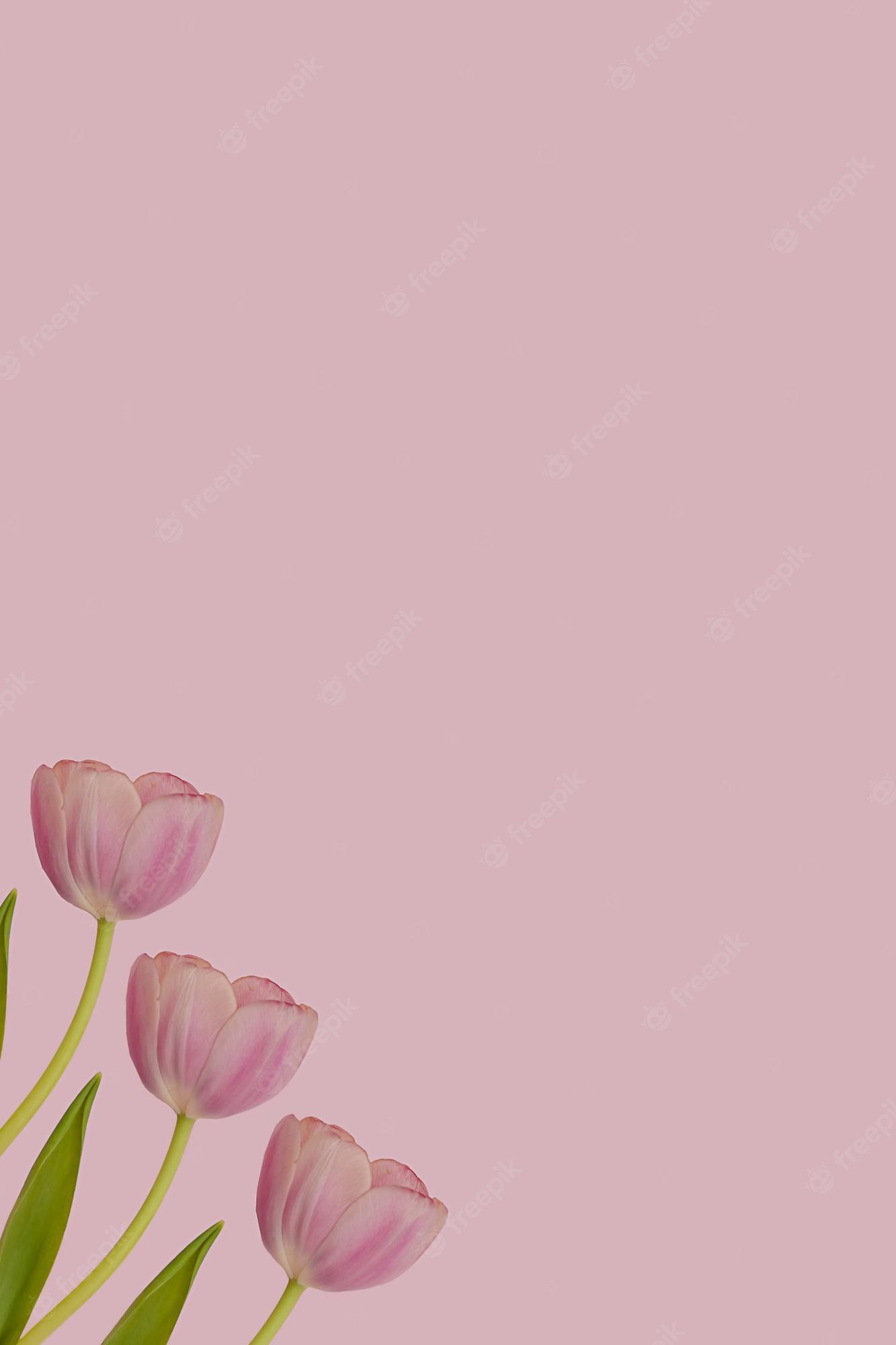 A pink background with three tulips - Tulip