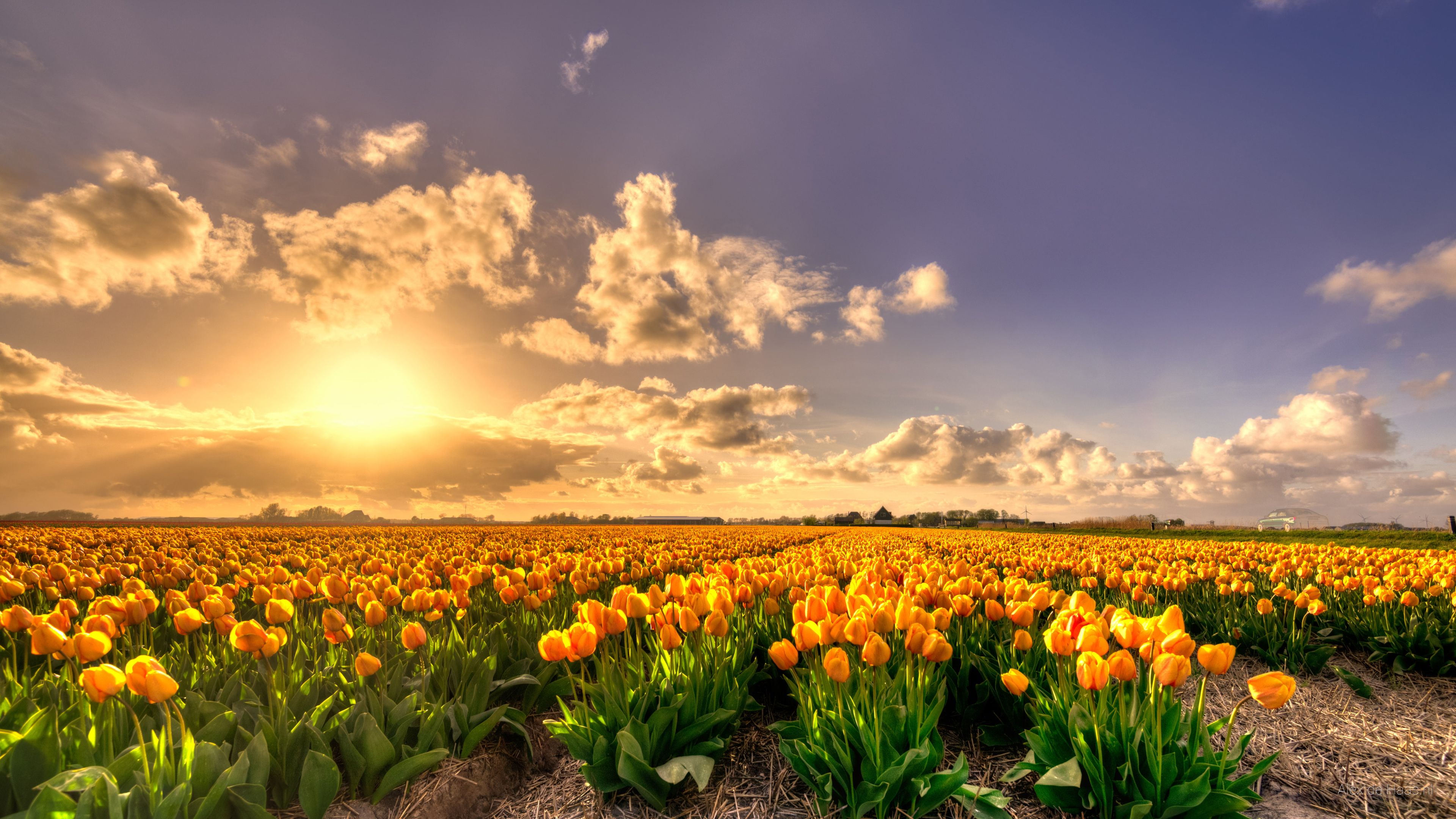 A field of yellow tulips with a blue sky and clouds in the background. - Tulip