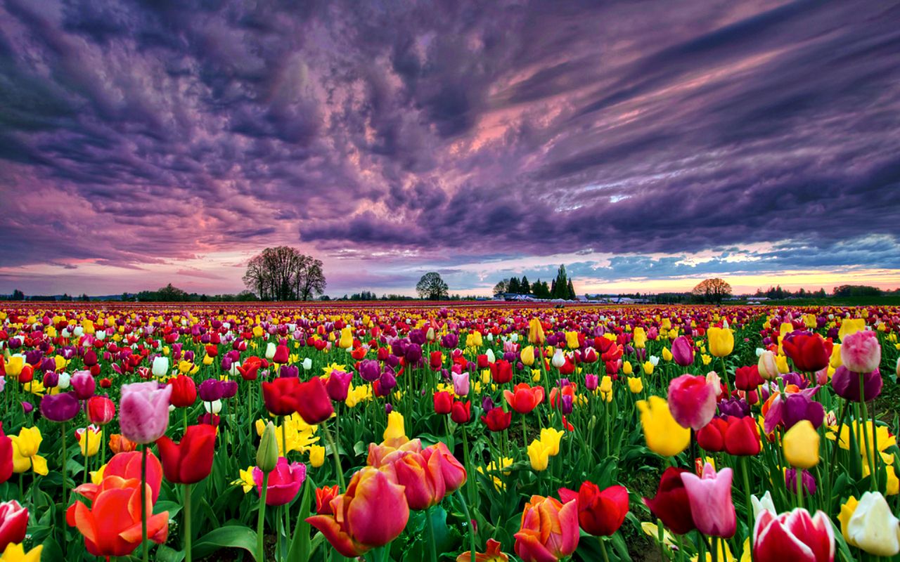 A field of tulips with clouds in the background - Tulip