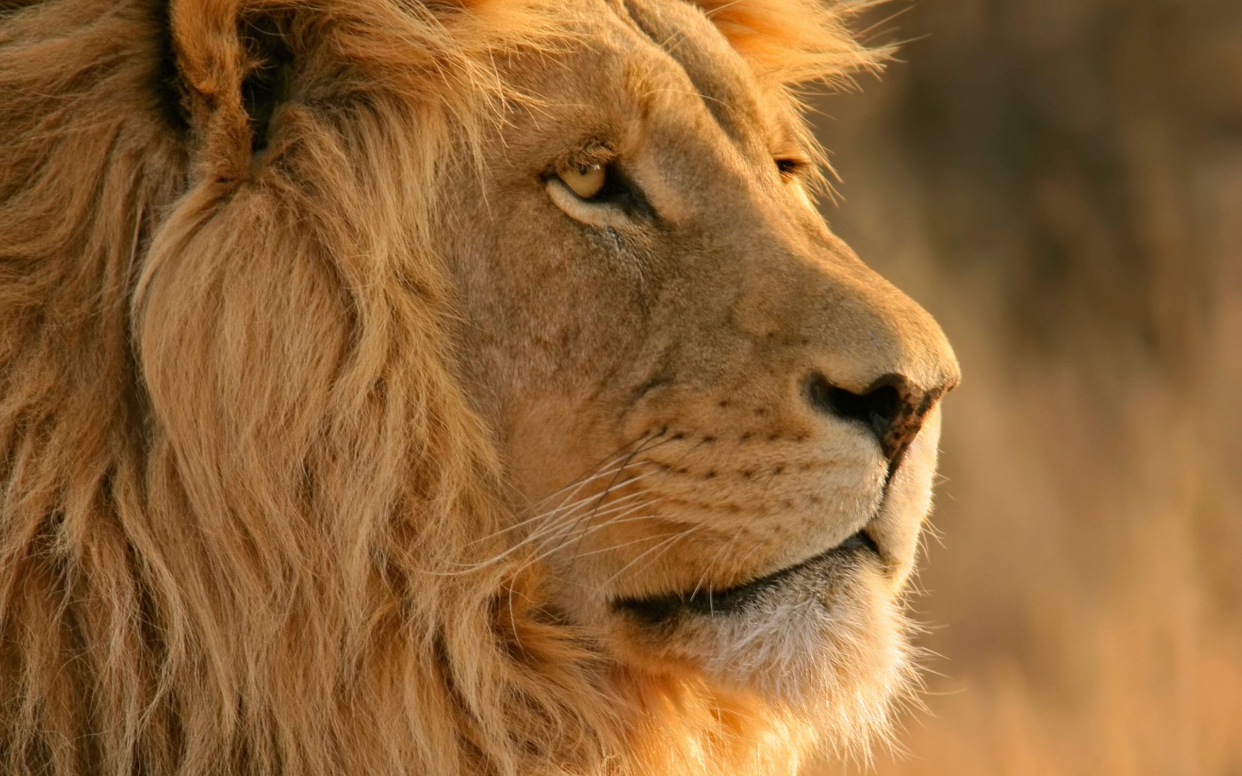 Close Up Photo Of Adult Lion Wallpaper, Lion, Yellow, Animal, Lion