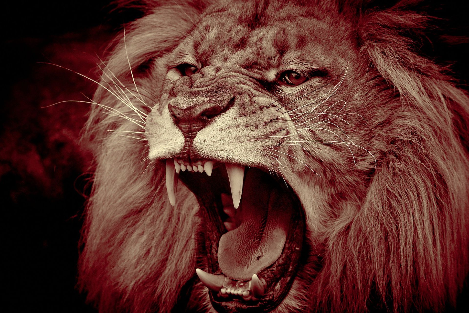 A lion with a big mane and sharp teeth. - Lion