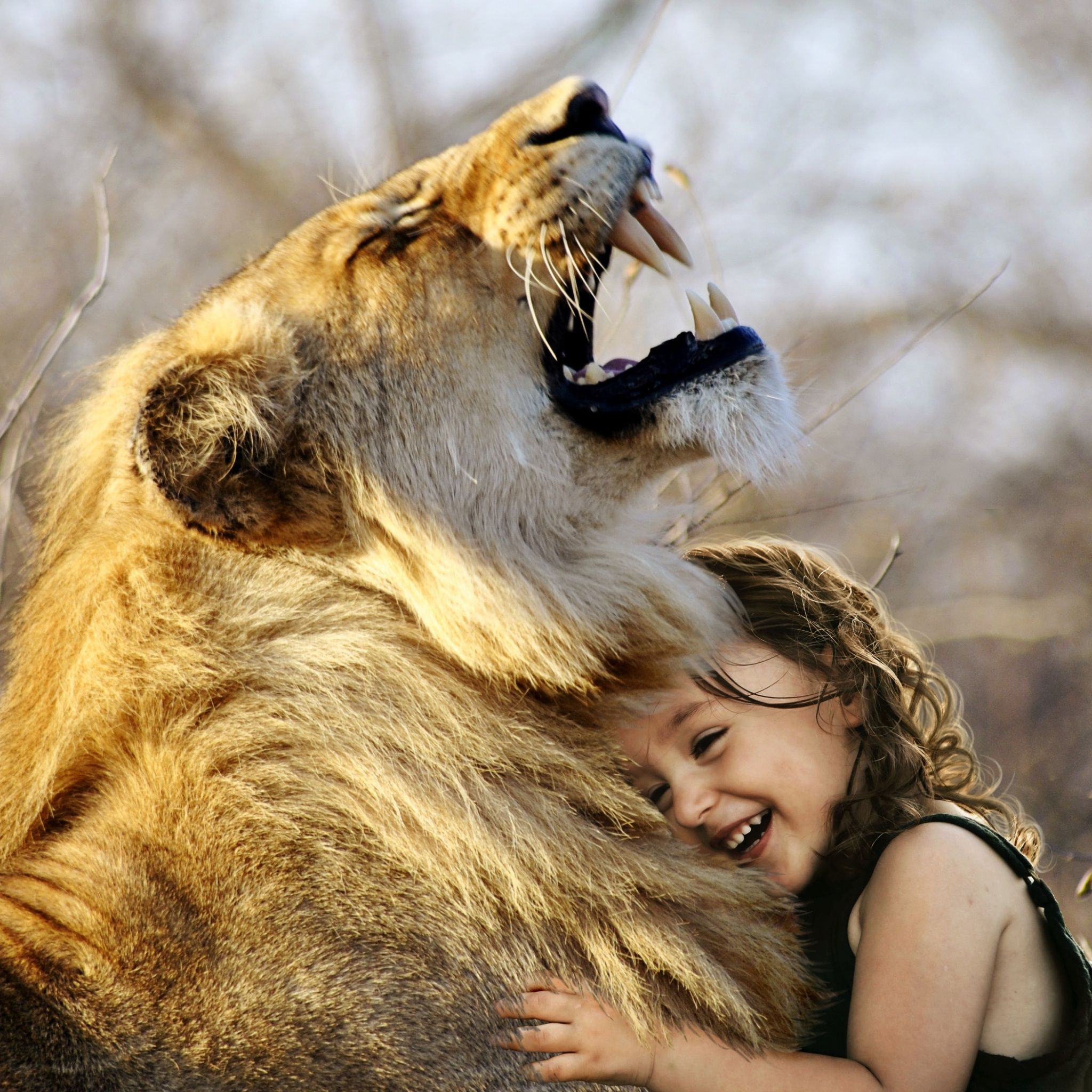 A young girl is playing with a lion. - Lion