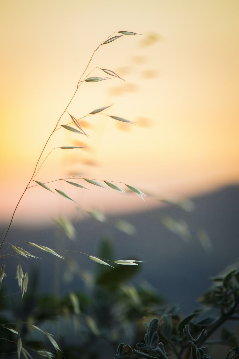 A grassy plant in the foreground with a sunset in the background - Calming