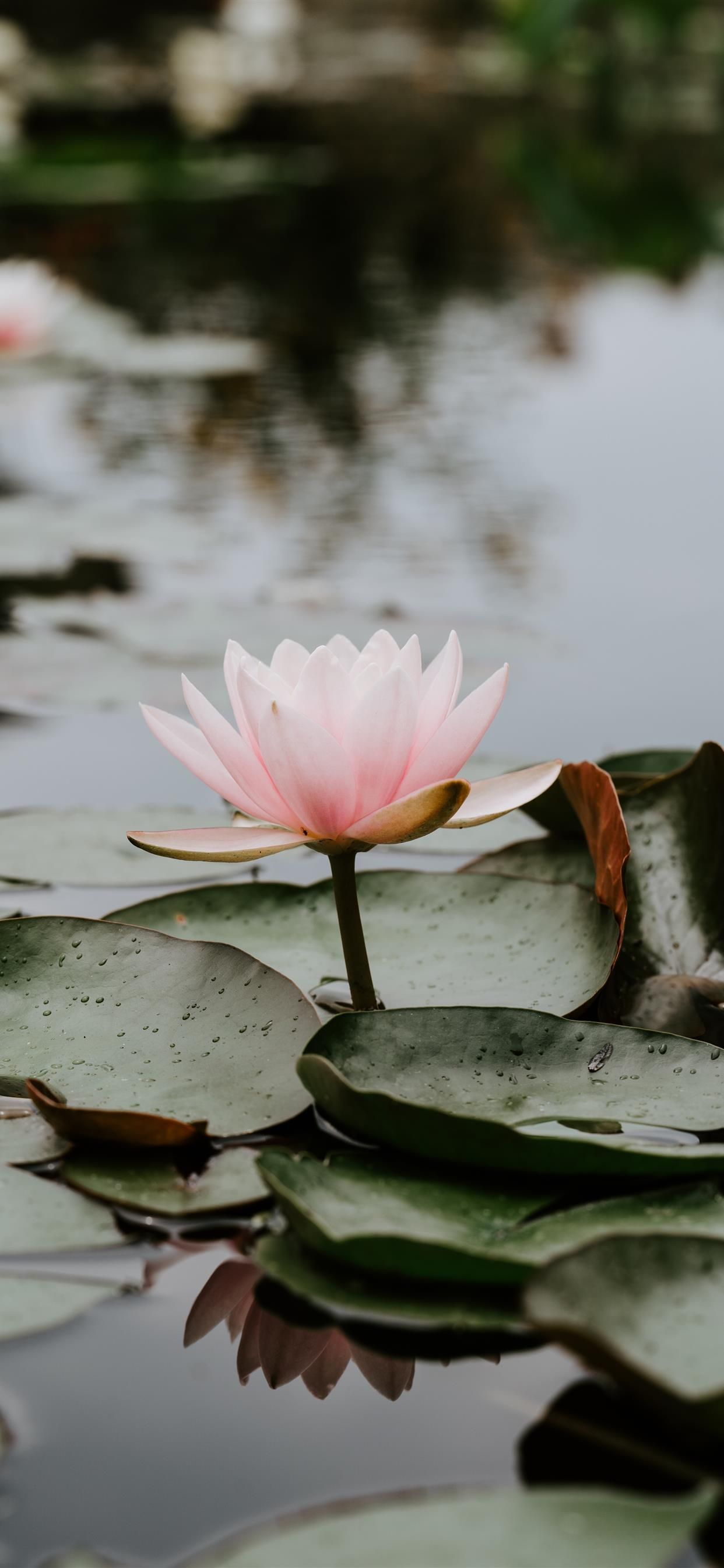 A pink water lily floating on top of a pond - Calming