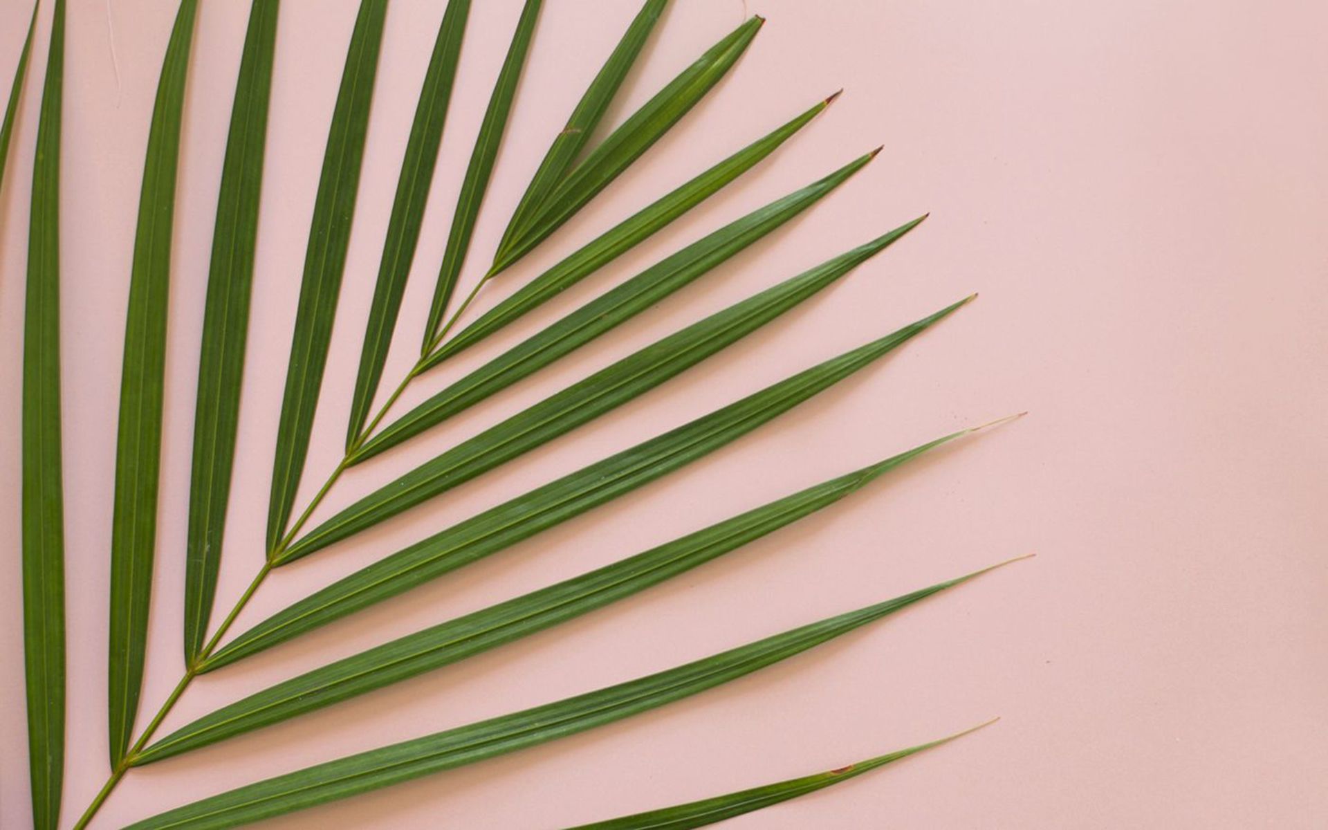A palm leaf on pink background - Pastel green, light green, tropical