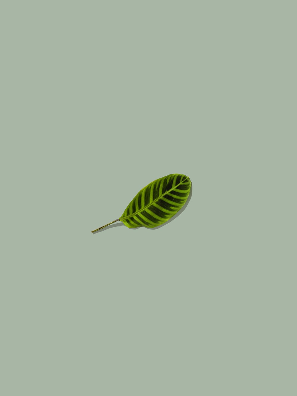 A green leaf with black stripes on a green background - Pastel green