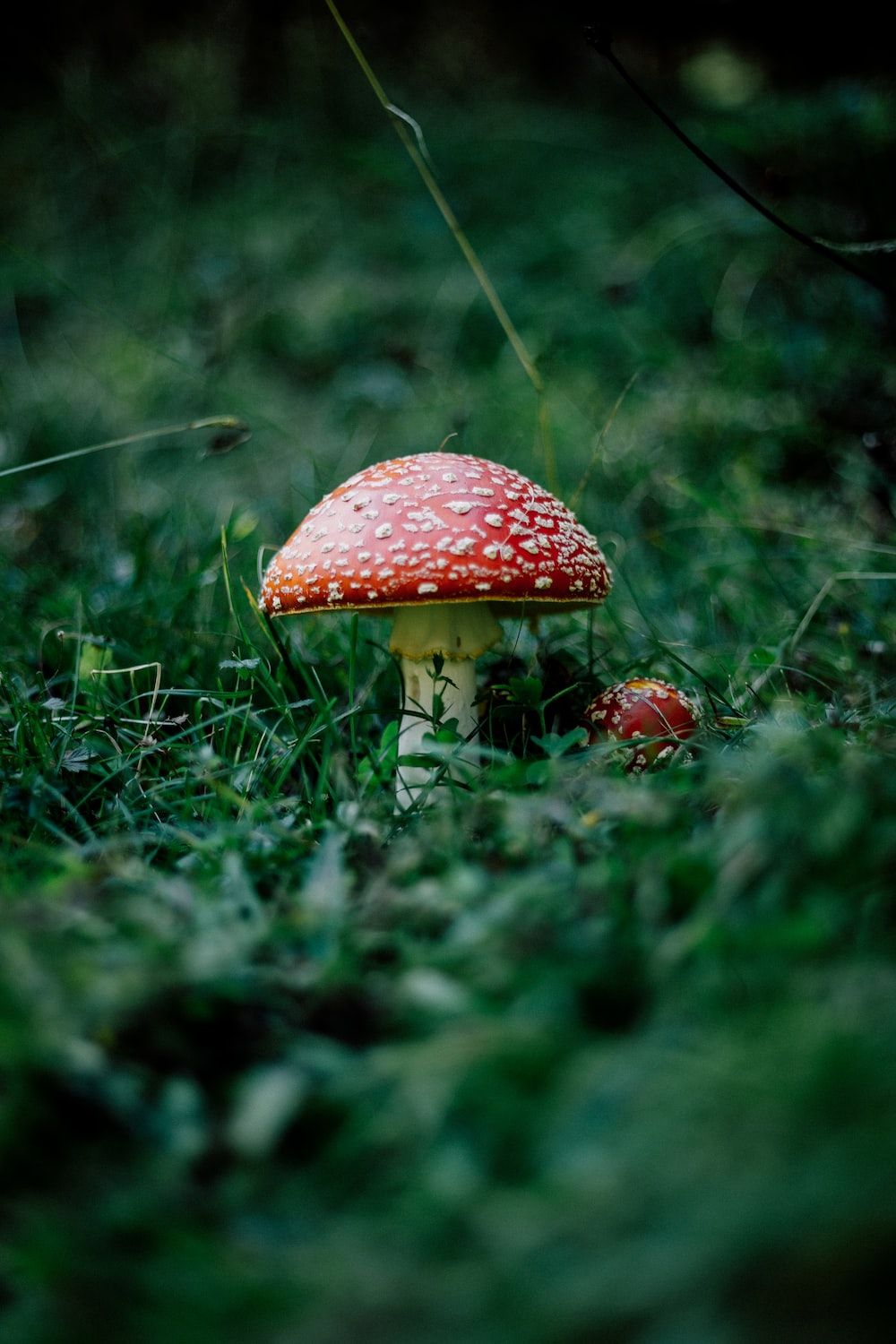 Red Mushroom Picture. Download Free Image