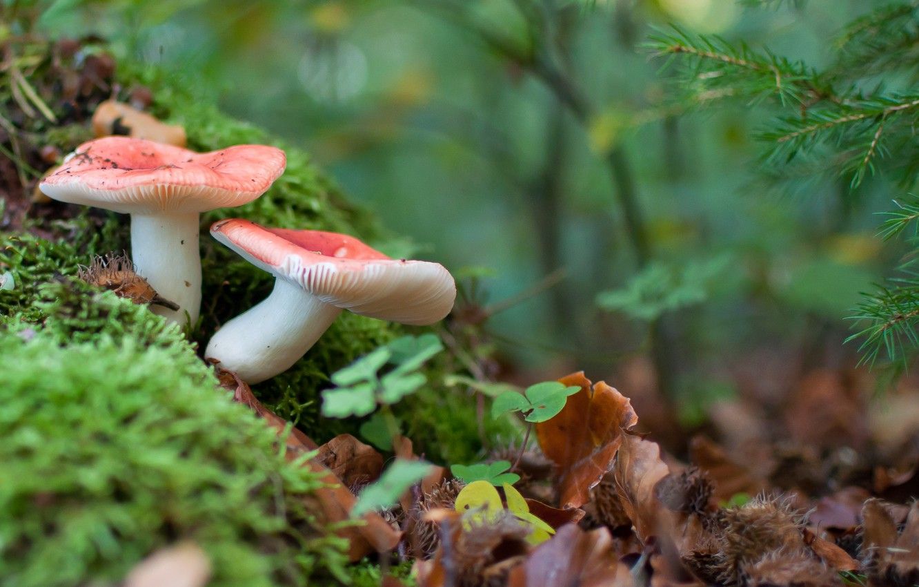 Wallpaper macro, mushrooms, Russula image for desktop, section природа