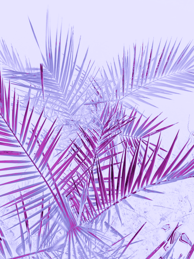 A palm tree branch with a purple and blue filter - Pastel purple