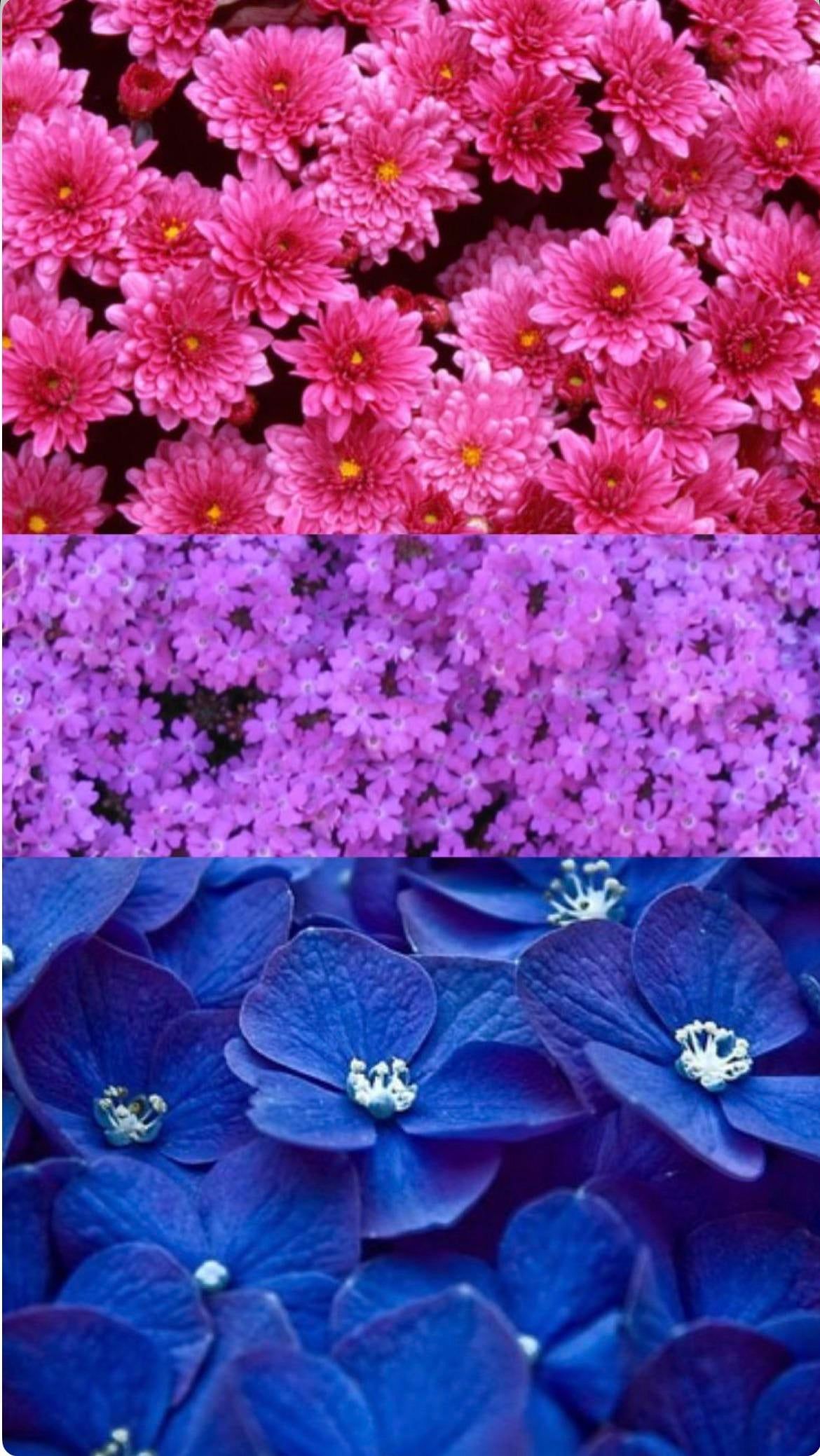 A collage of different colored flowers with purple and blue - Bisexual