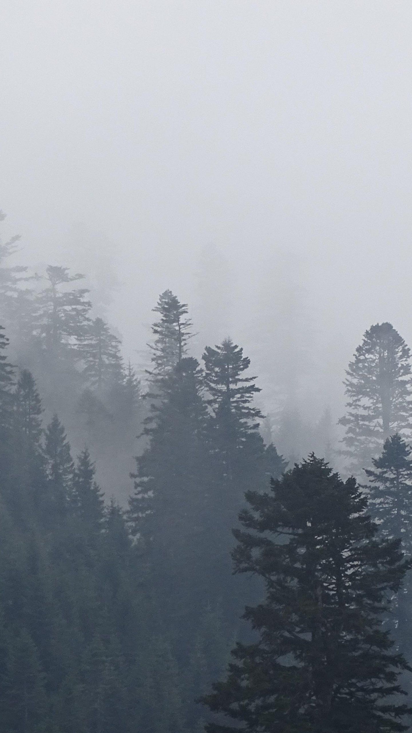 A foggy forest of evergreen trees. - Foggy forest
