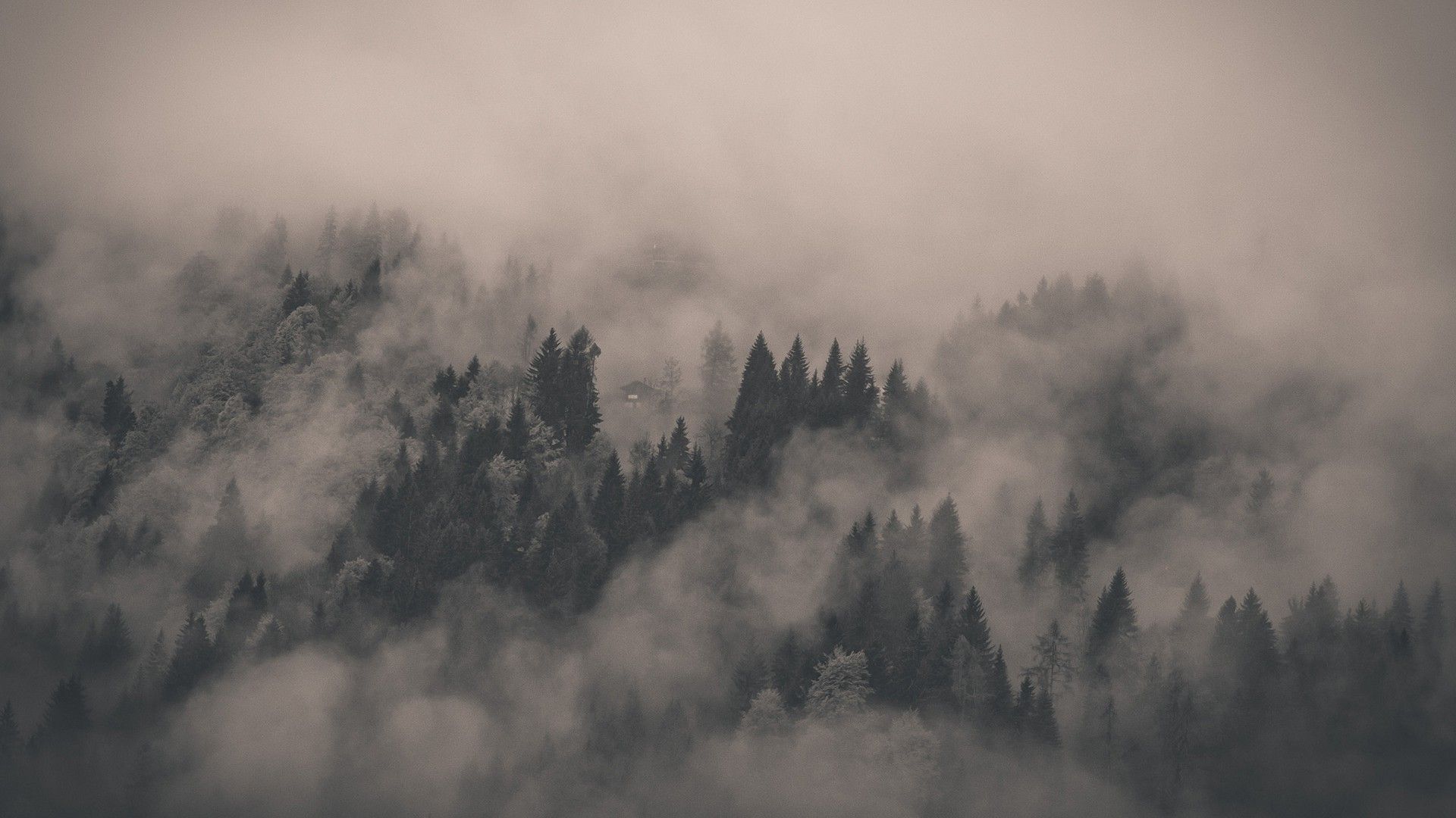 A plane flying over the top of some trees - Foggy forest