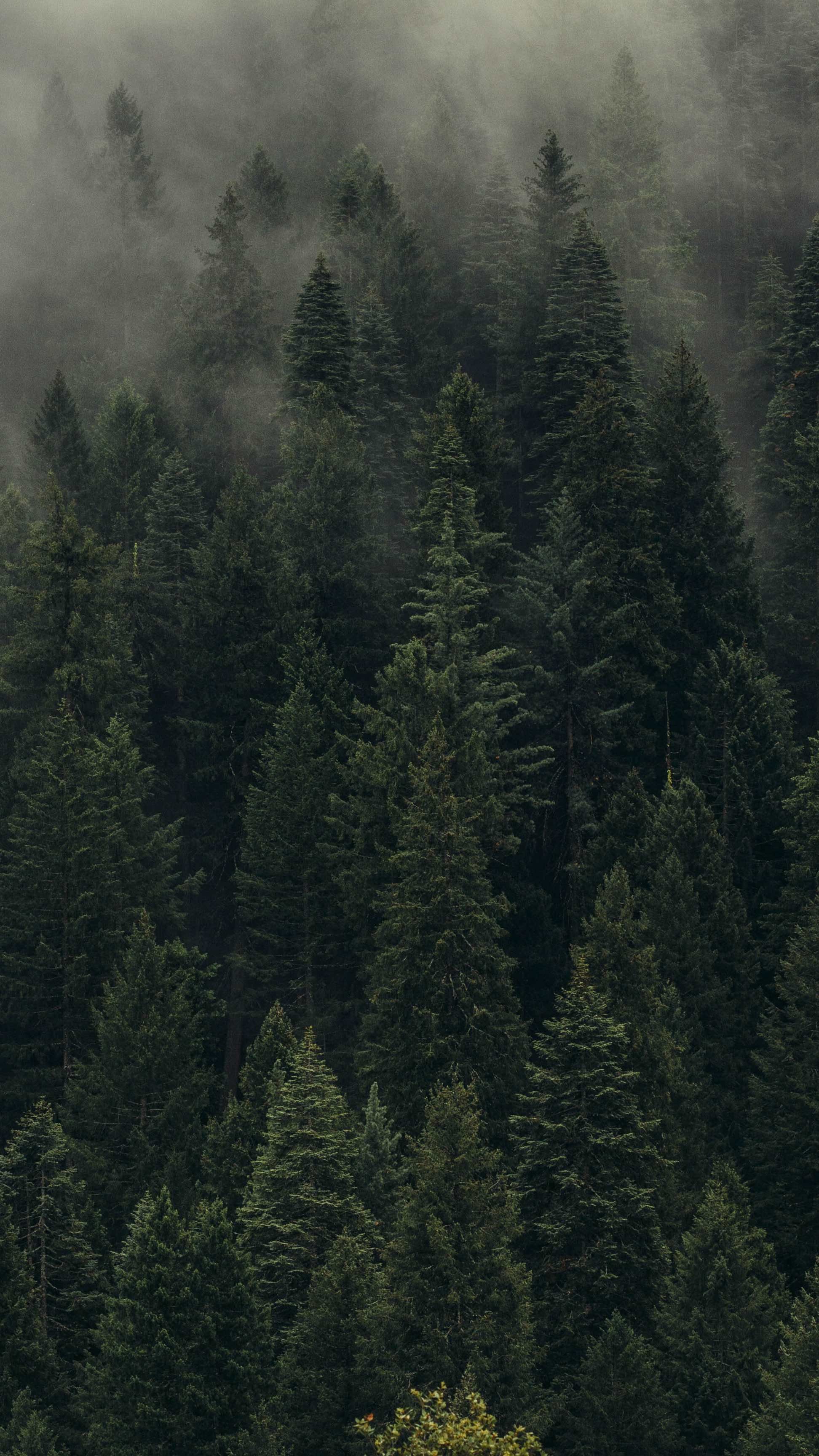 A forest of pine trees with fog in the background - Foggy forest, forest