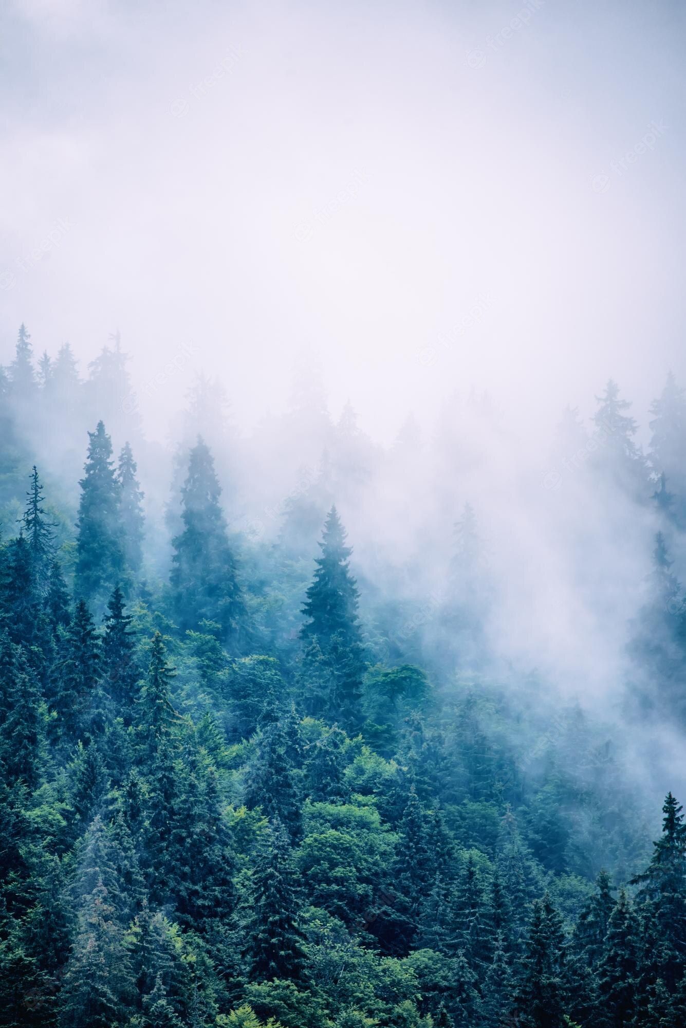 A foggy forest with trees and mountains - Foggy forest