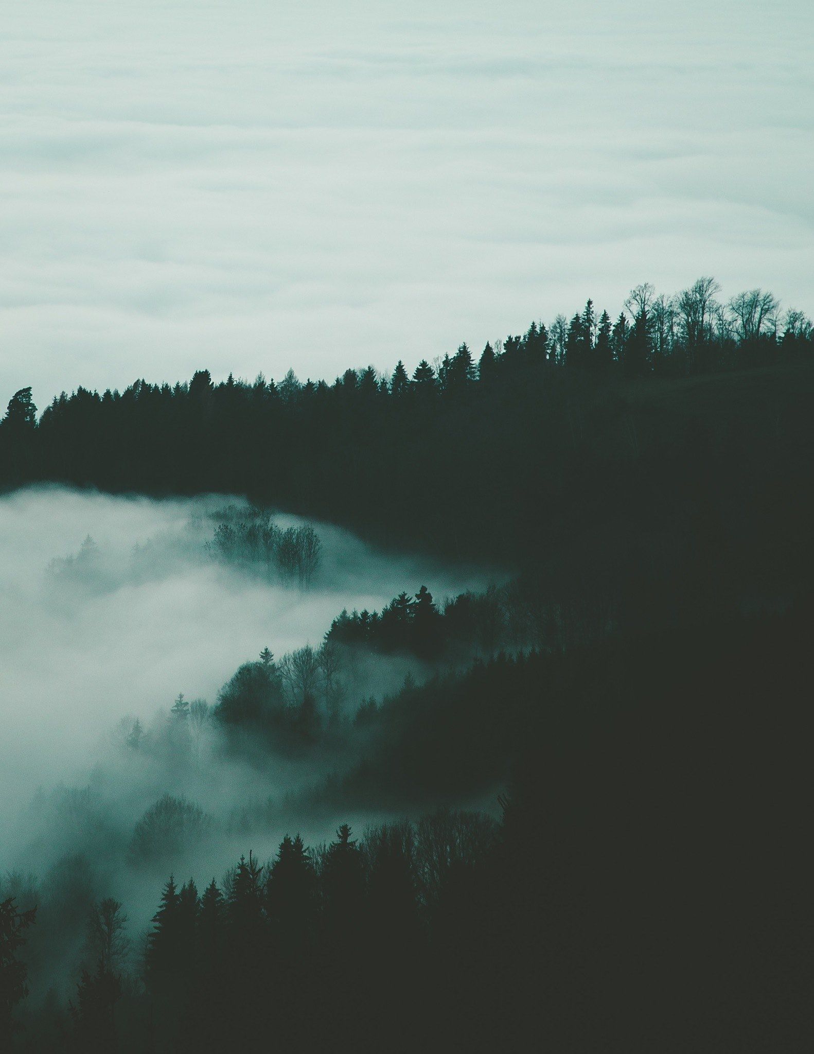 Wallpaper / dark silhouettes of trees under a cloudy sky, forest in clouds and fog 4k wallpaper free download