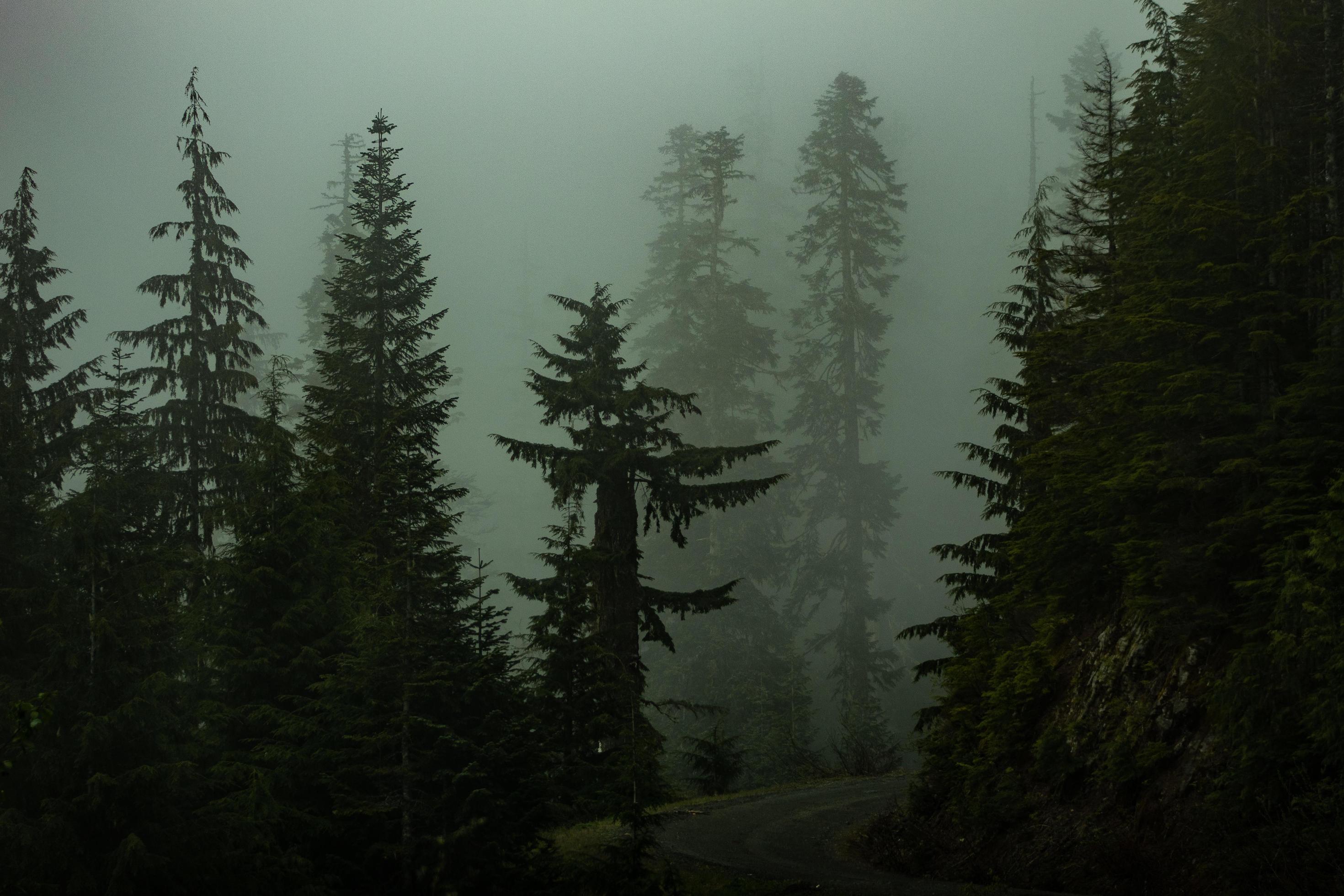 A dark and foggy forest with trees and a road - Foggy forest