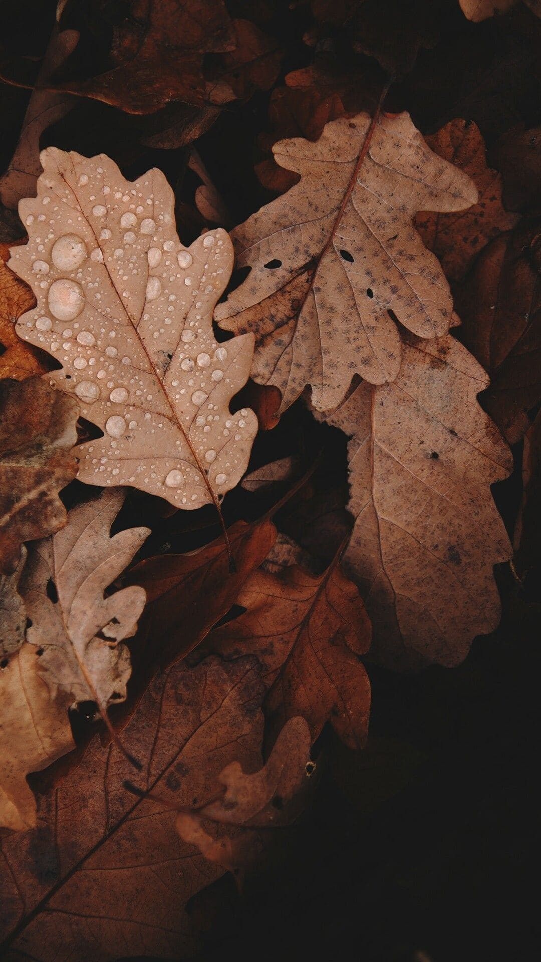 A close up of some leaves on the ground - Brown, vintage fall, light brown