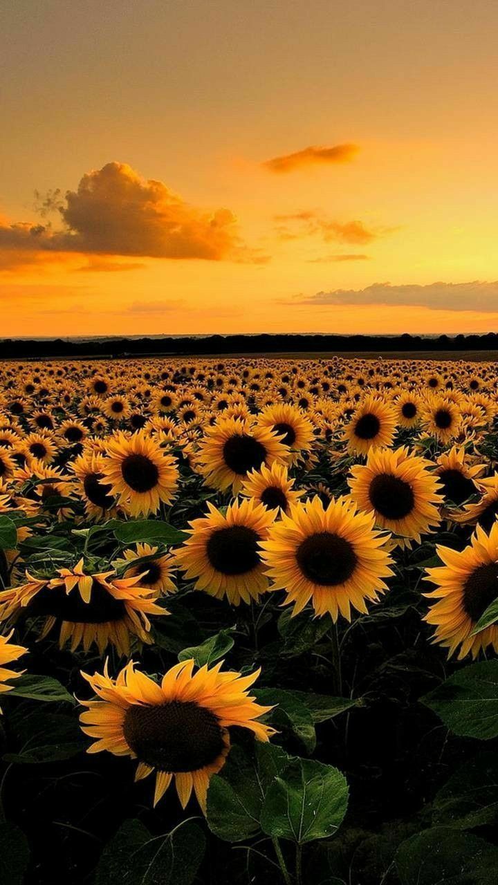 A sunflower field at dusk - Positivity