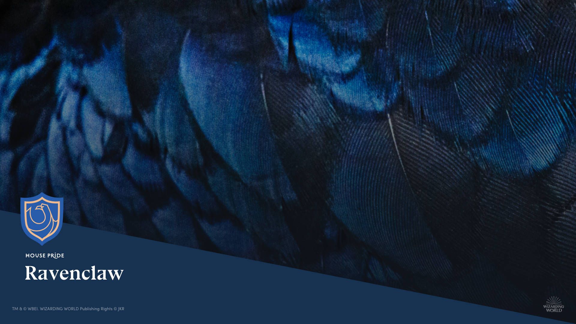 A close up of the feathers on an animal - Ravenclaw