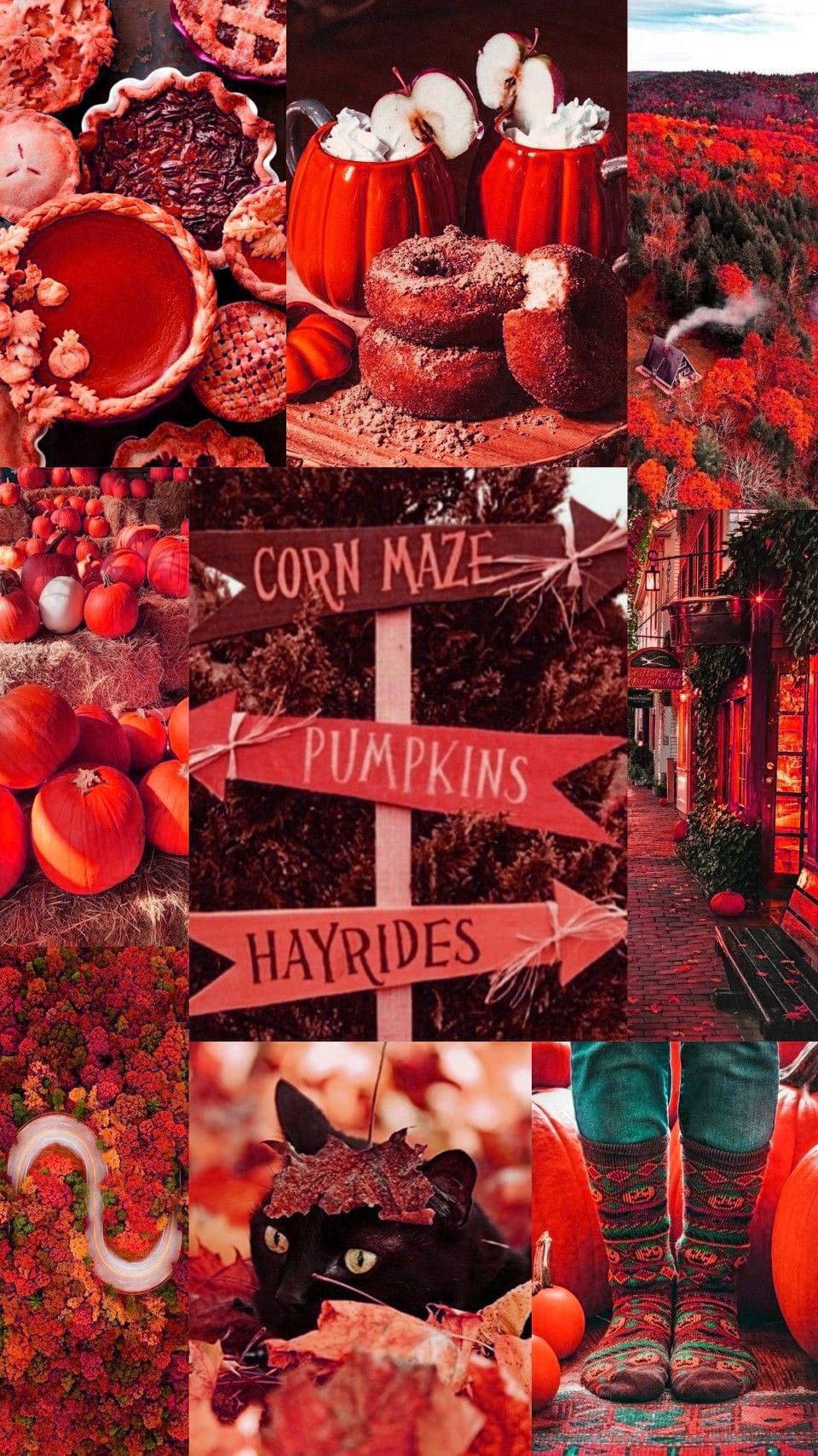 Aesthetic wallpaper background for phone, red and orange, pumpkins, fall, autumn, hayride, corn maze, apple cider, donuts, candy corn, candy apples, and Halloween. - Cozy, Gryffindor