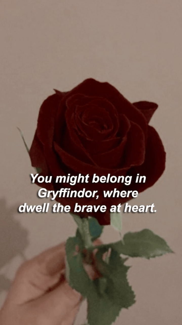 Aesthetic image of a rose with the text 