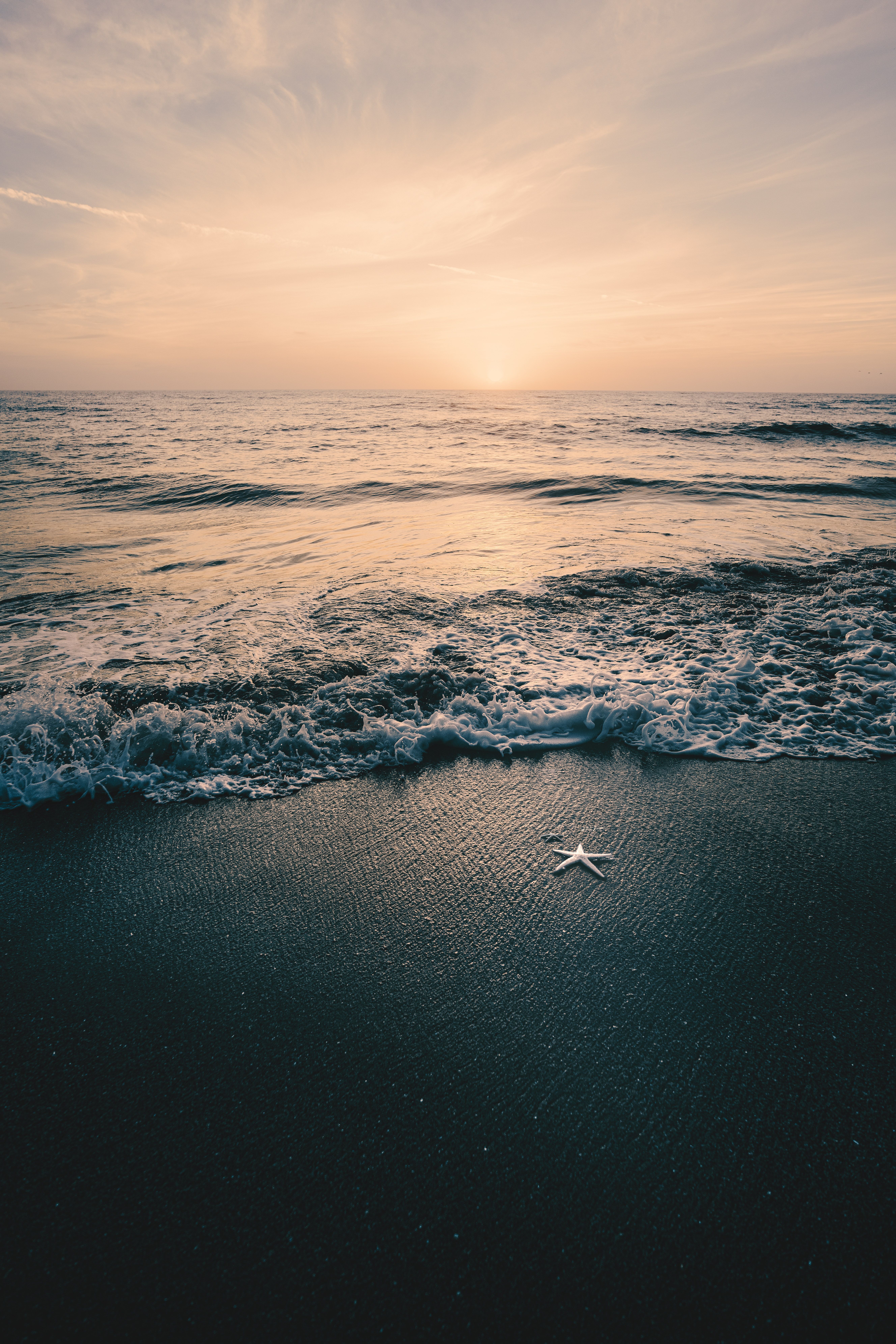 A starfish sits on the shore of a beach as the sun sets - Beach