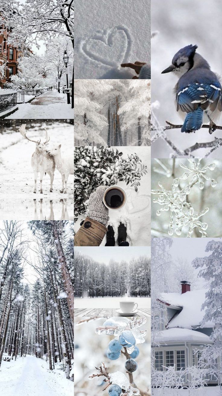 A collage of various winter scenes including trees, animals, and a cup of coffee. - Winter