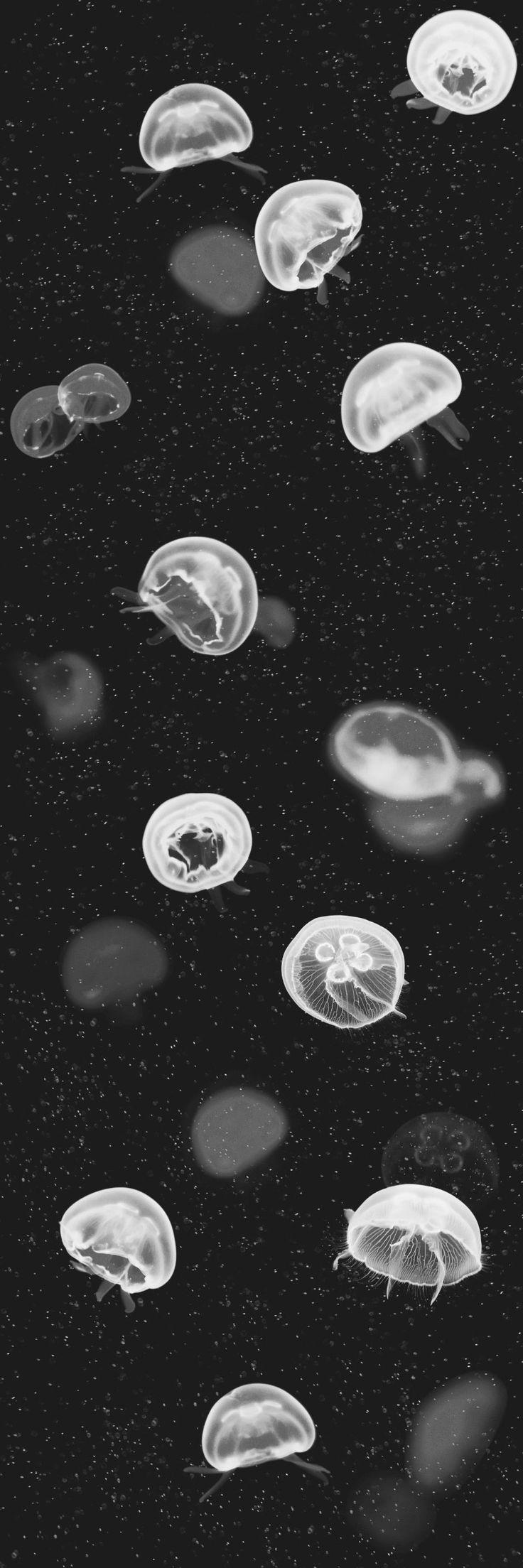 A black and white photo of jellyfish swimming in the ocean. - Black