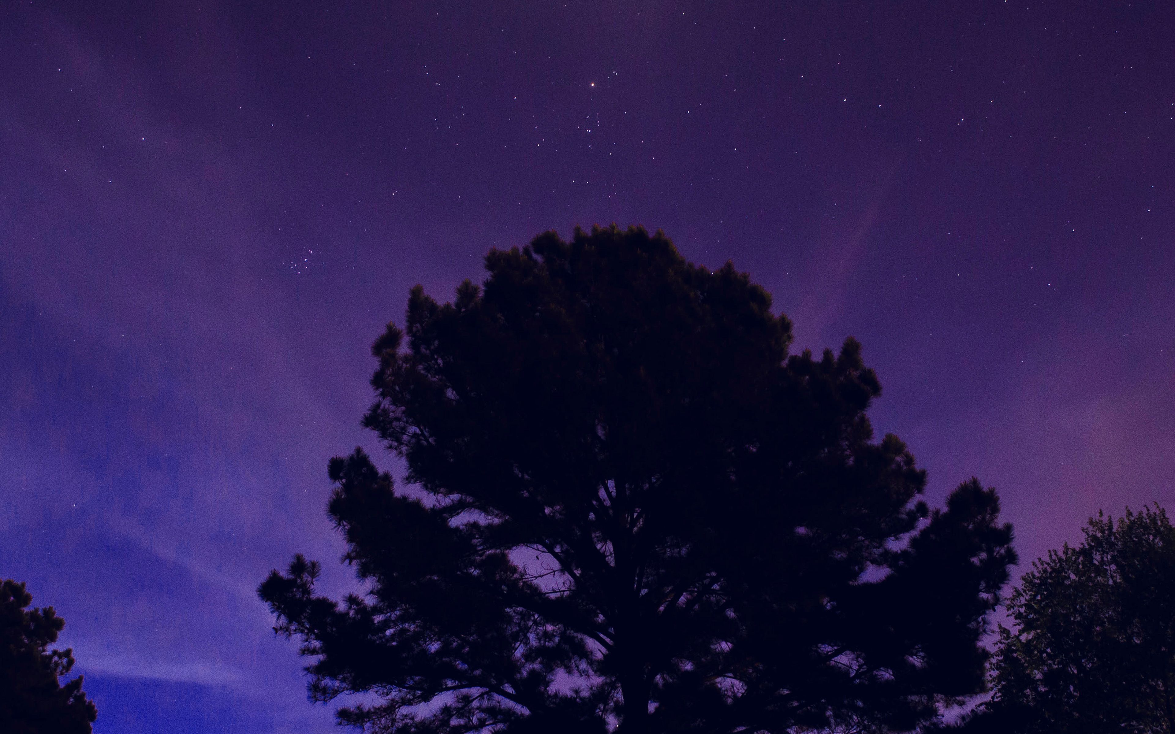 A purple sky with stars and a silhouette of a tree - Dark blue