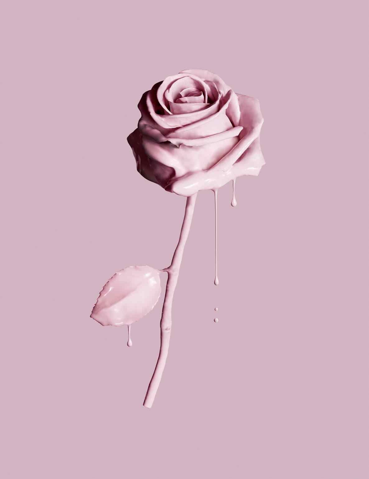 A pink rose on a pink background - Rose gold