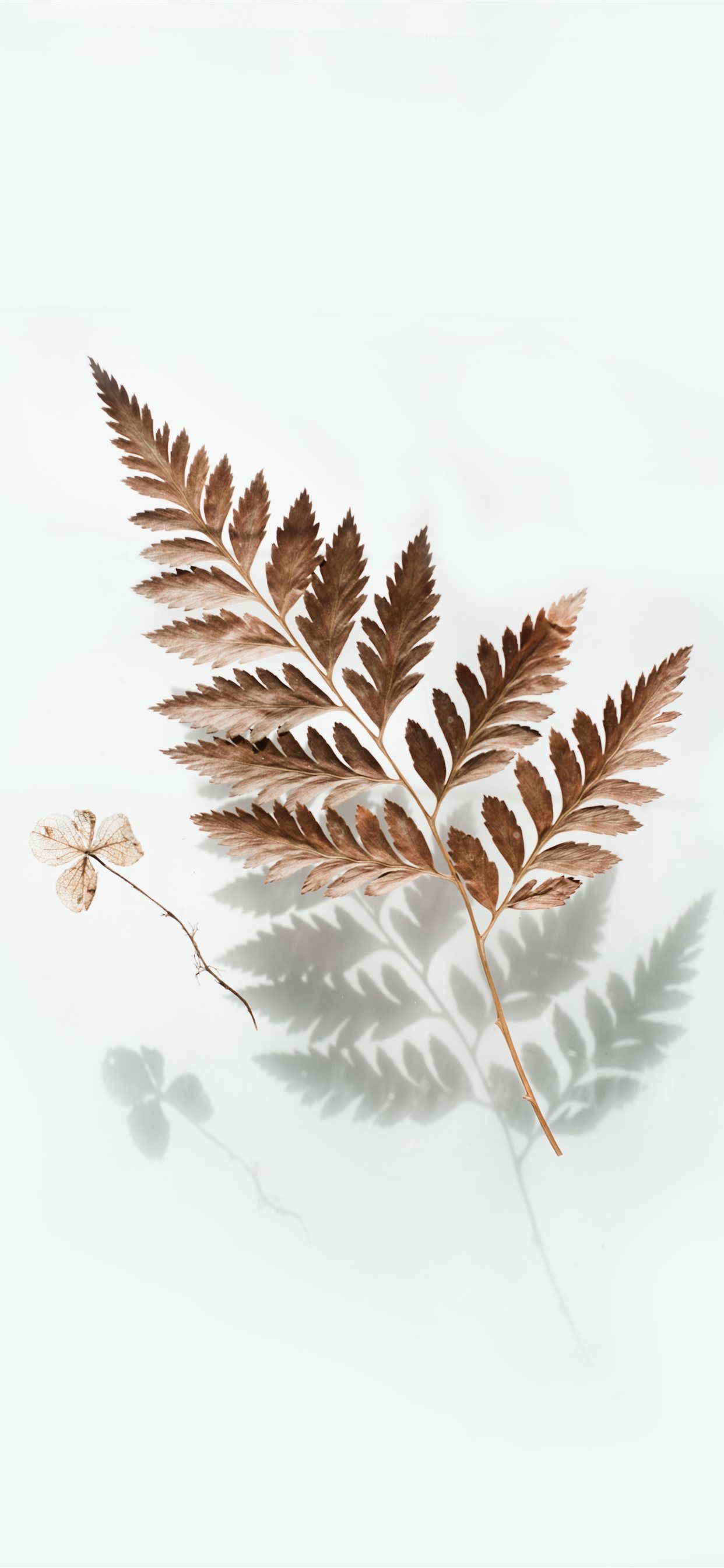 A dry fern leaf and a small dried flower on a white background - Leaves