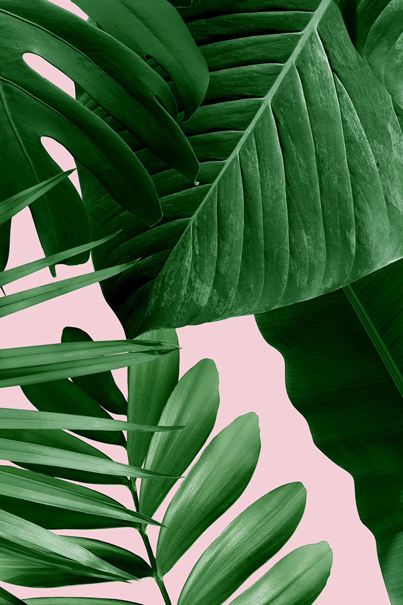 IPhone wallpaper with a tropical leaf pattern on a pink background - Plants, leaves