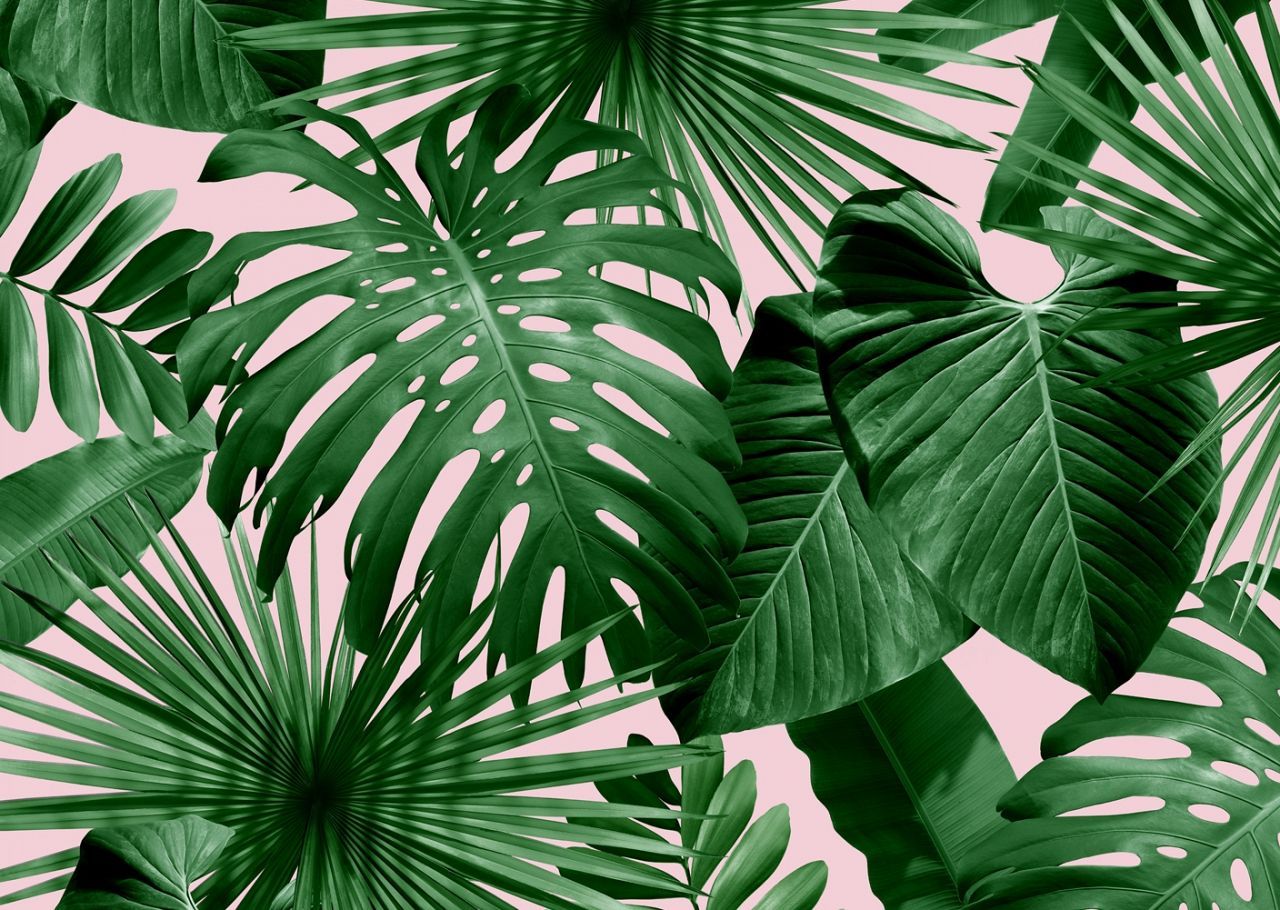 A pattern of green tropical leaves on a pink background - Leaves, tropical